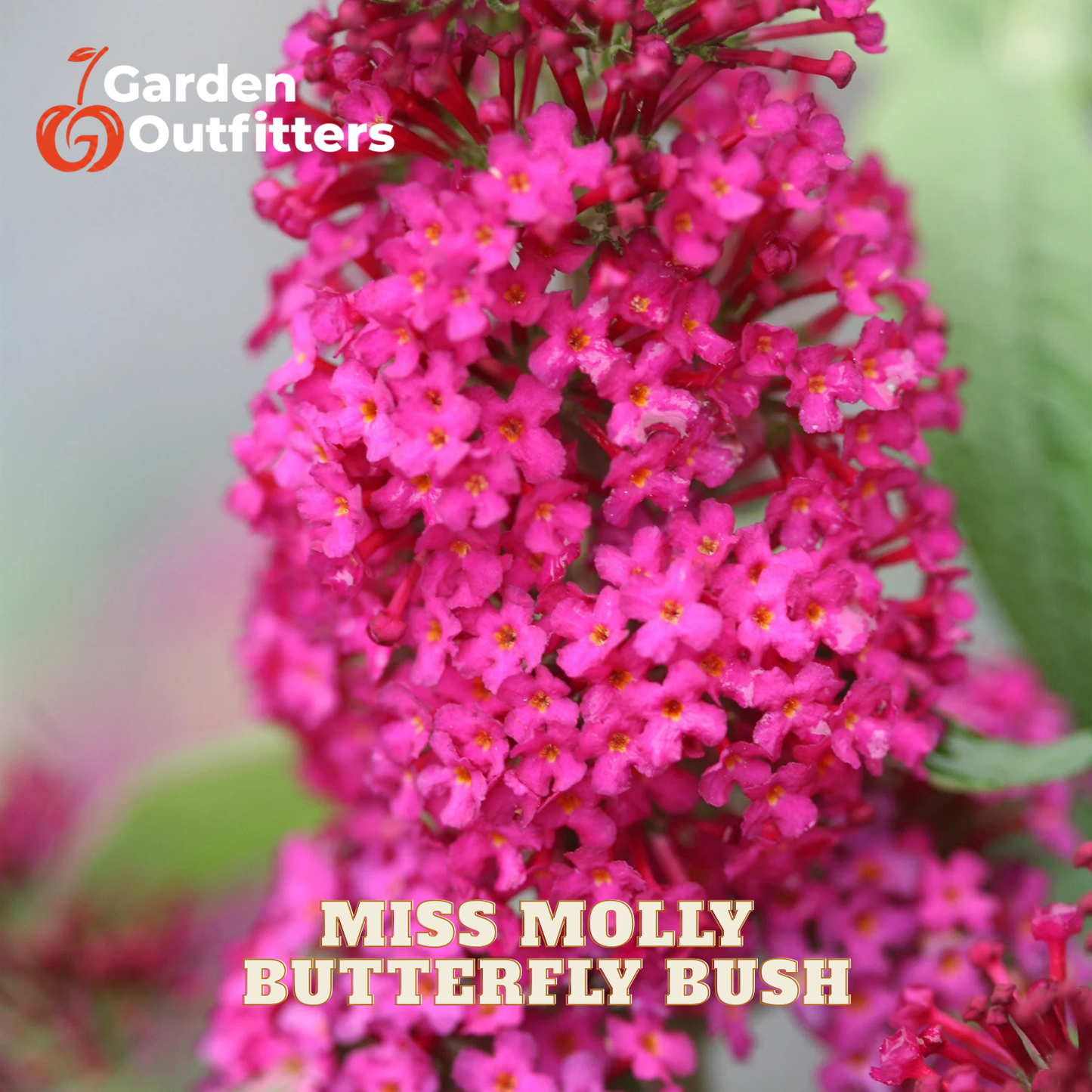 Close-up of a pink butterfly bush flower cluster with text reading 'Garden Outfitters' and 'MISS MOLLY BUTTERFLY BUSH' over the photo.