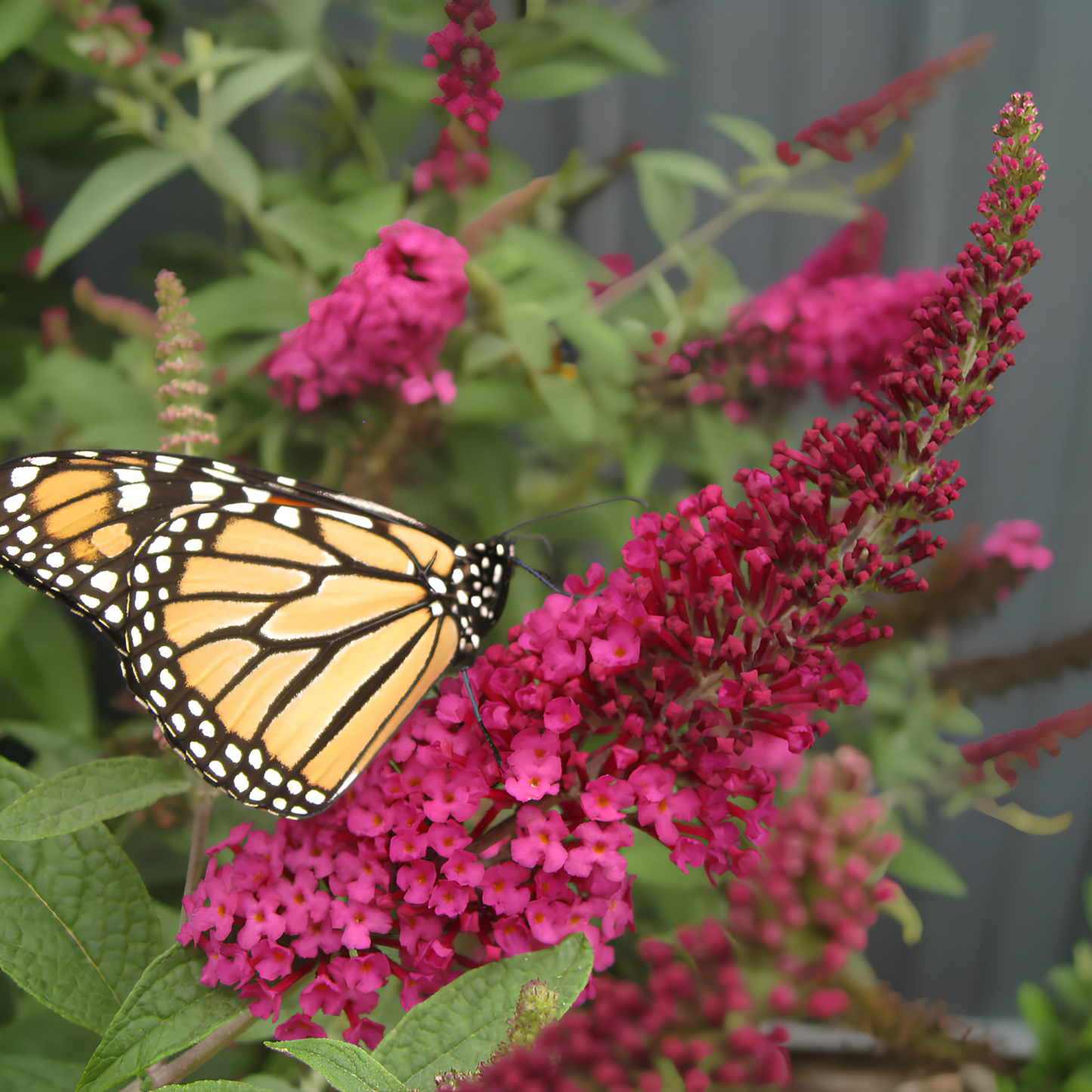 A monarch butterfly with orange, black, and white wings rests on bright pink butterfly bush flowers, surrounded by green leaves and more blossoms.