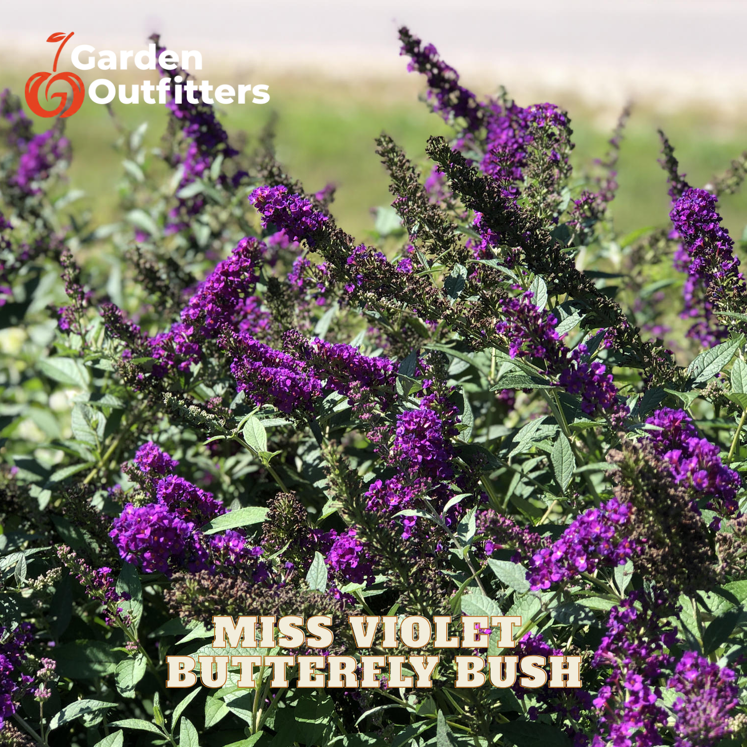 Purple butterfly bush flowers with green leaves in a garden setting, with 'Miss Violet Butterfly Bush' text overlay and the Garden Outfitters logo.