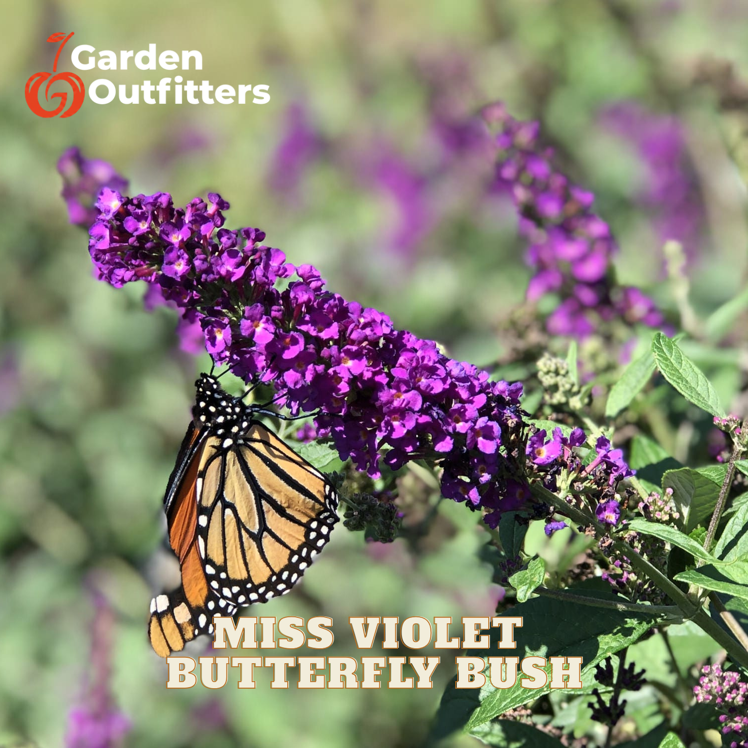 Purple butterfly bush flowers with a monarch butterfly perched on them, with Garden Outfitters logo and 'Miss Violet Butterfly Bush' text overlays.