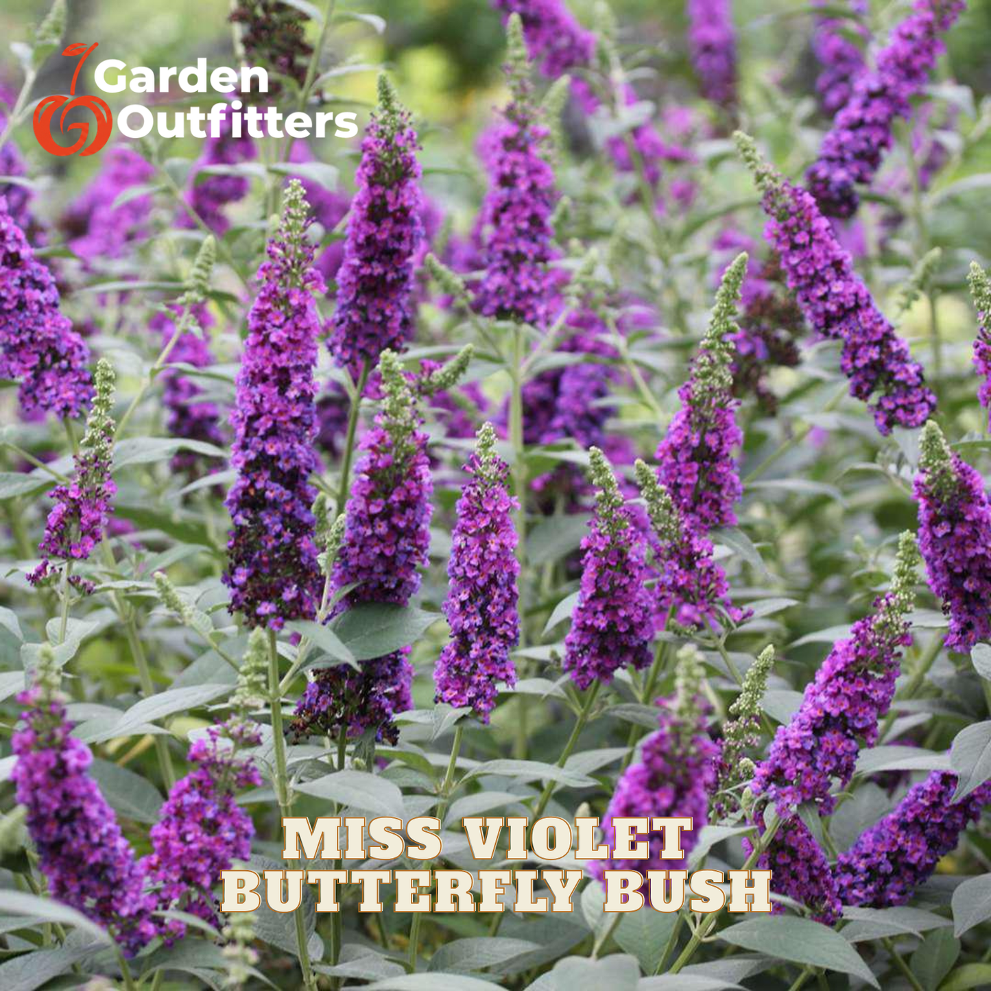 A close-up of purple butterfly bush flowers with green leaves and stems, with the text 'Miss Violet Butterfly Bush' and a Garden Outfitters logo.