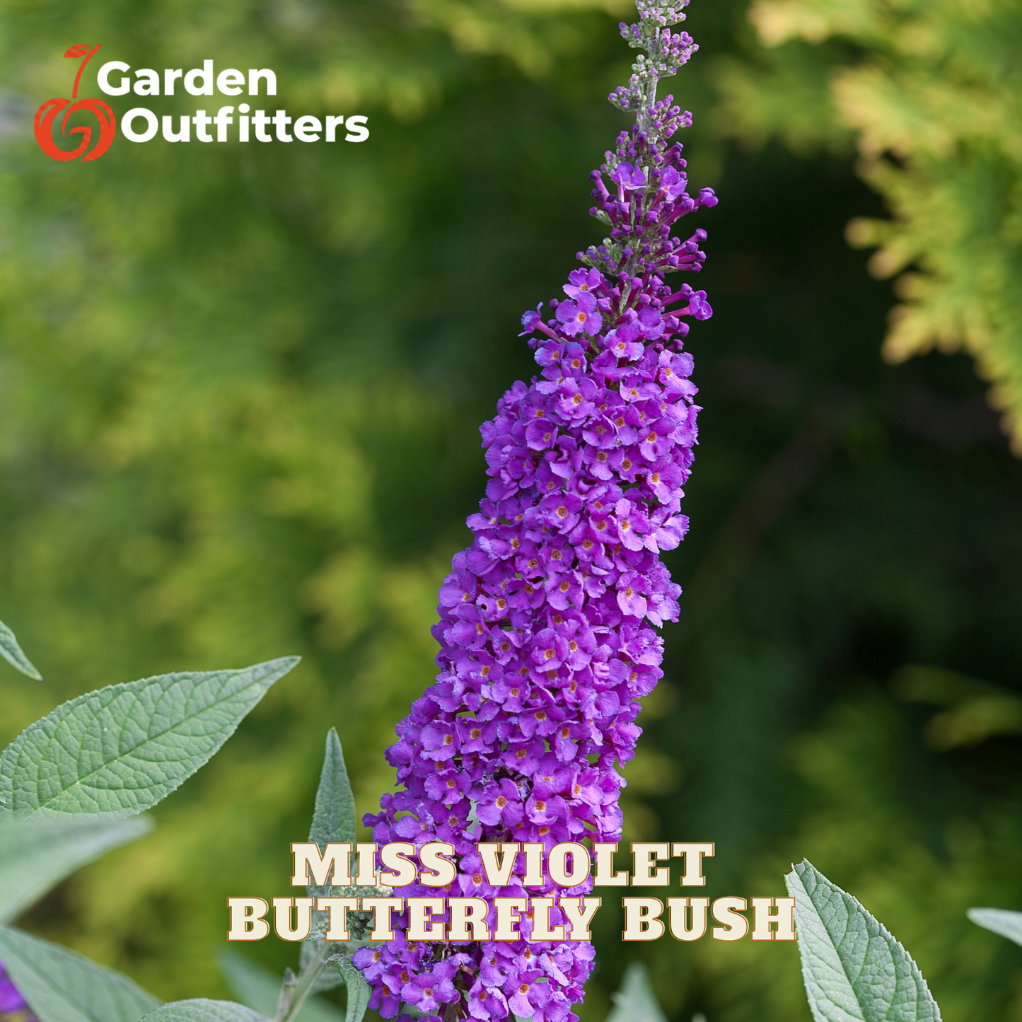 Purple butterfly bush flowers in a tall spike with green leaves, shown outdoors against a blurred green garden background. Text overlays read 'Garden Outfitters' and 'MISS VIOLET BUTTERFLY BUSH'.