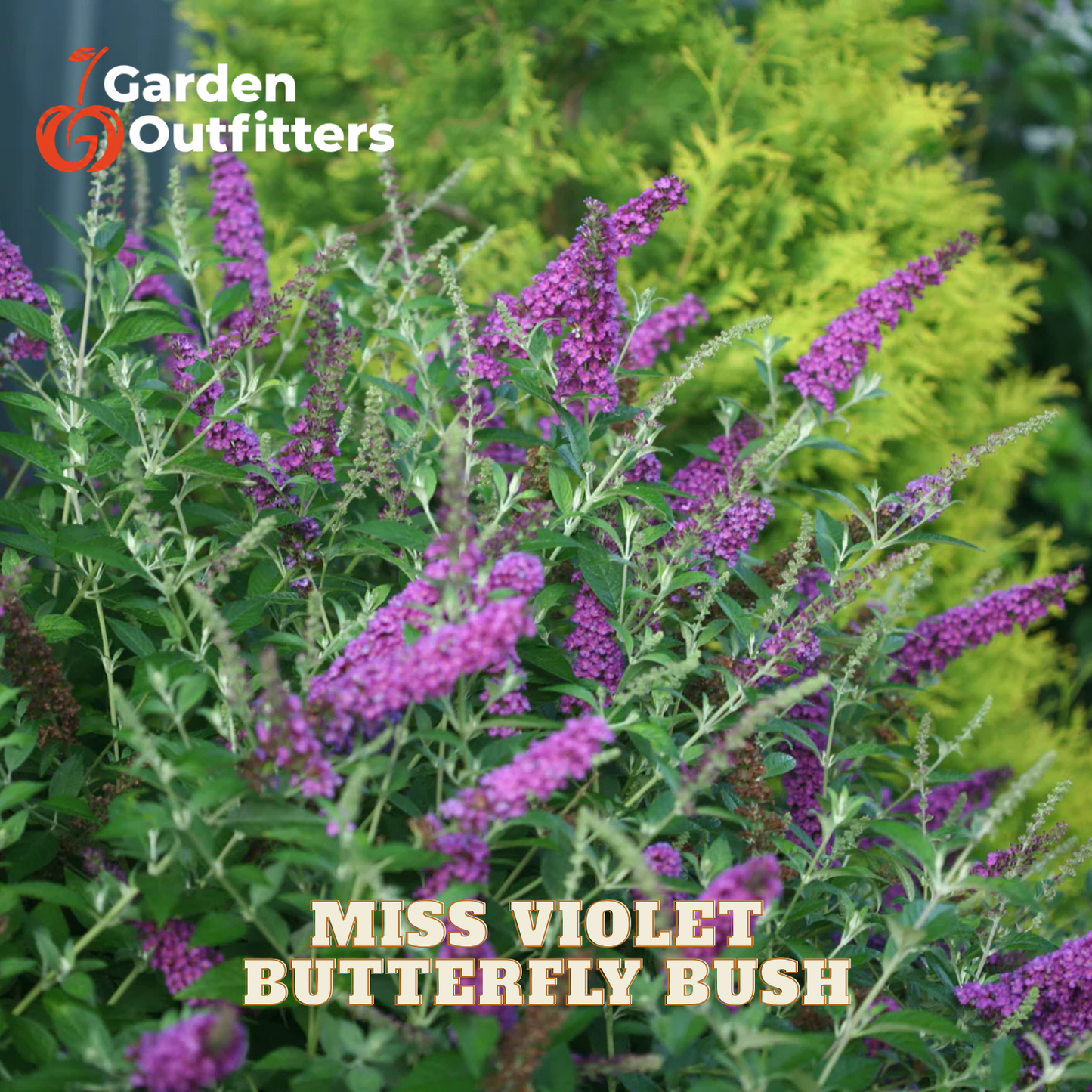 Miss Violet Butterfly Bush with vibrant purple flower spikes and green foliage, shown in a garden setting with a yellow-green shrub in the background. The Garden Outfitters logo is in the top left, and 'MISS VIOLET BUTTERFLY BUSH' is written at the bottom.