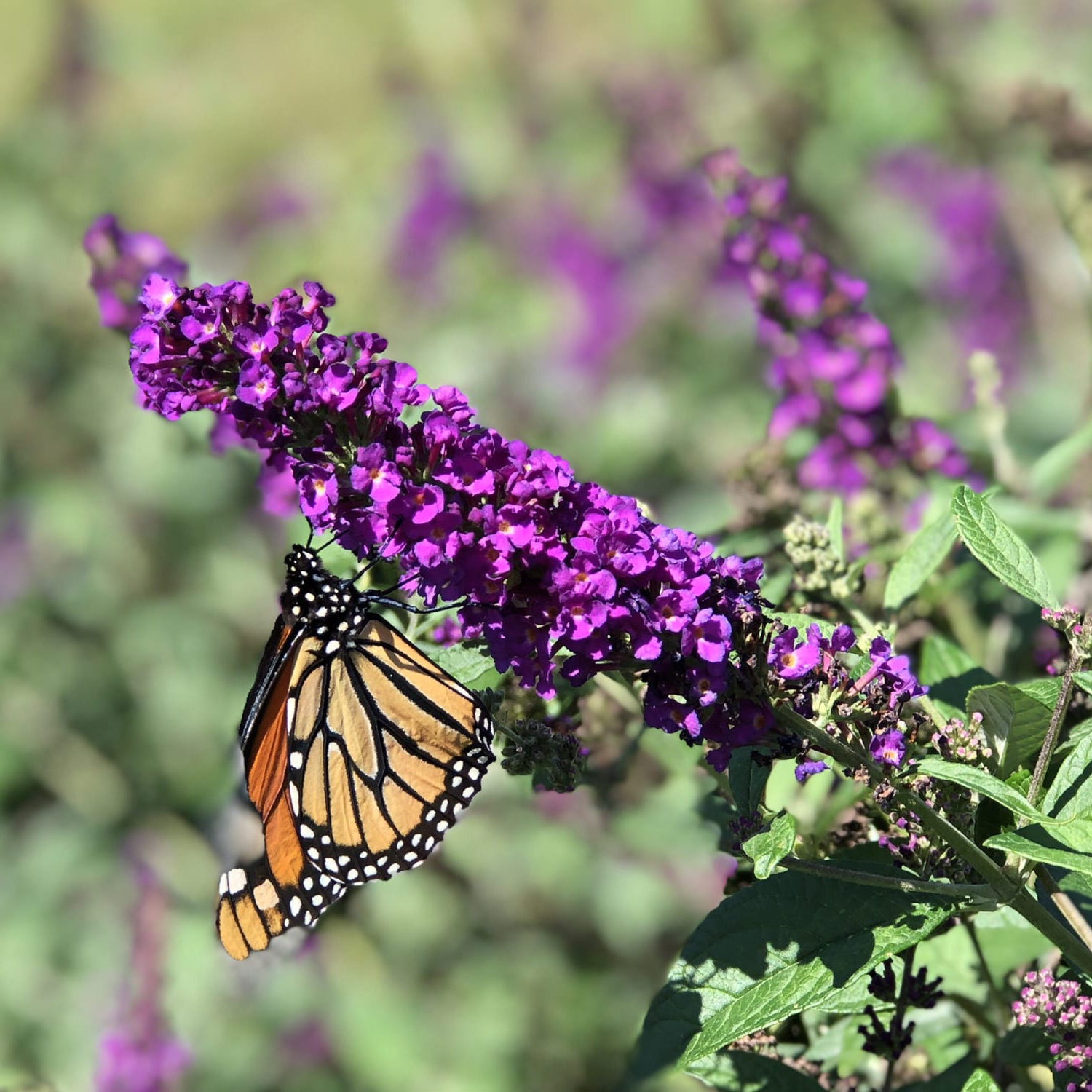 A monarch butterfly with orange, black, and white wings perched on a cluster of purple butterfly flowers, with green leaves and a soft-focus natural background.