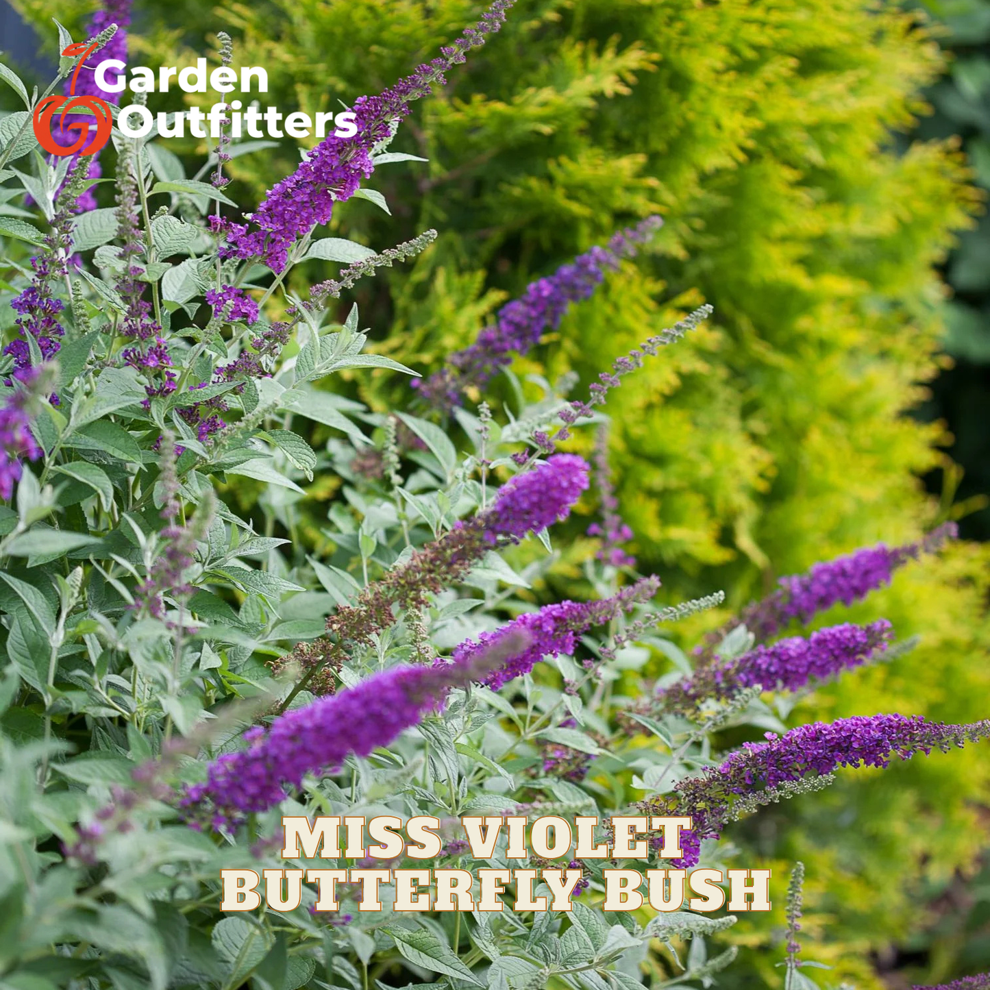 Purple butterfly bush flowers with green leaves and text overlay reading 'MISS VIOLET BUTTERFLY BUSH' and 'Garden Outfitters'.