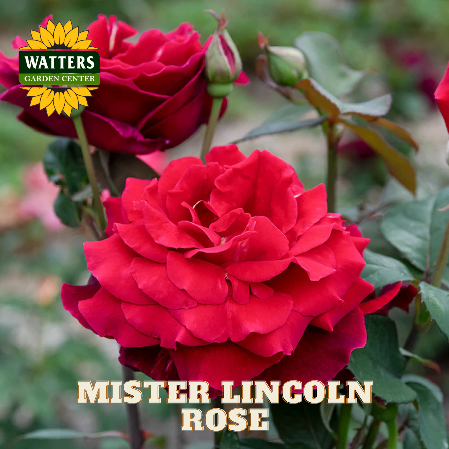 Red rose with 'Watters Garden Center' logo and 'Mister Lincoln Rose' text.