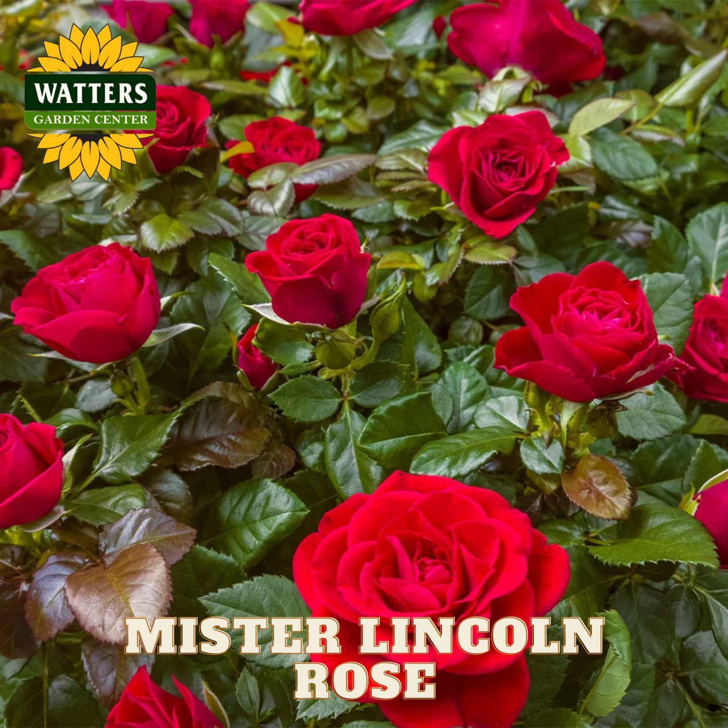 Red roses with 'Watters Garden Center' logo and 'Mister Lincoln Rose' text.