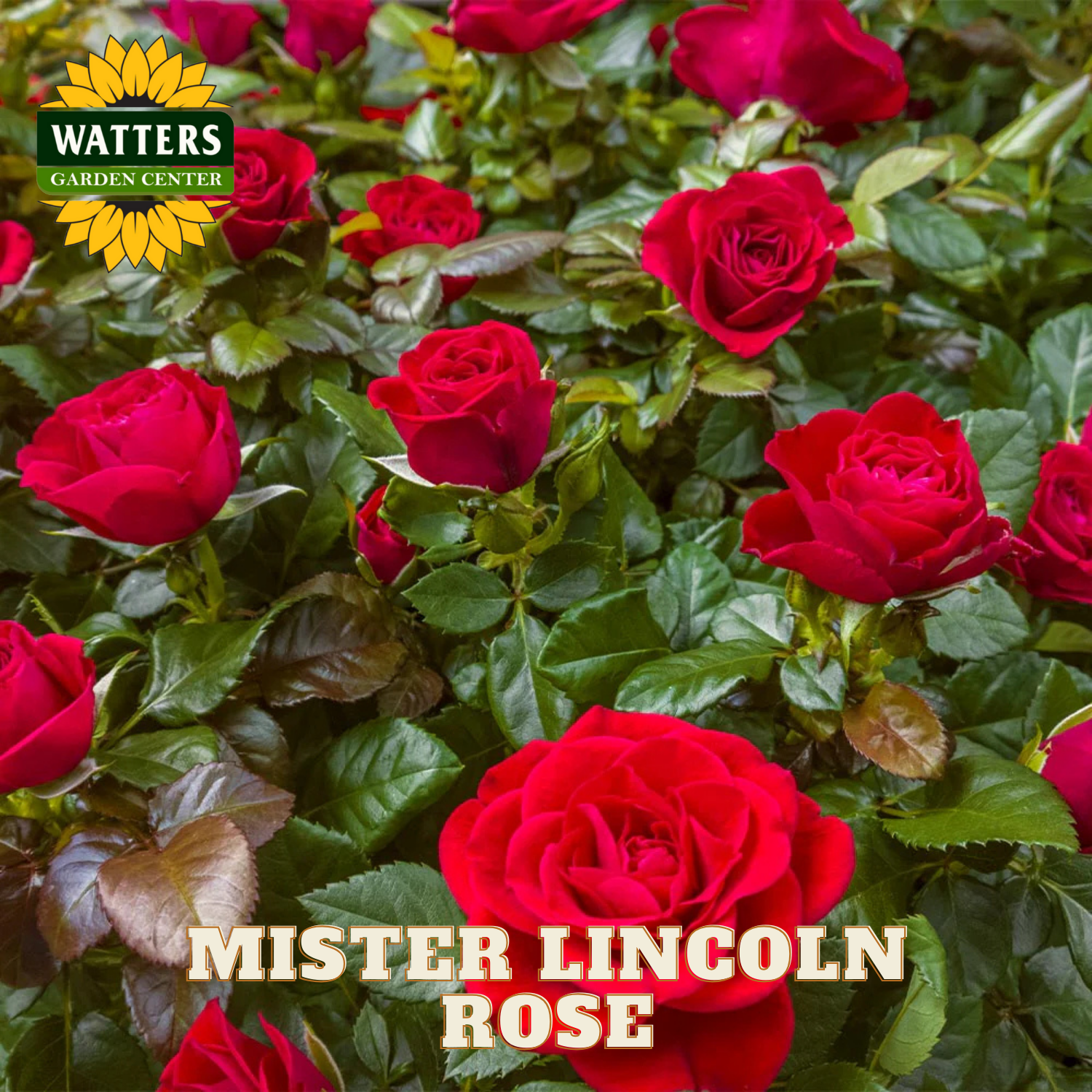 Red roses with 'Watters Garden Center' logo and 'Mister Lincoln Rose' text.