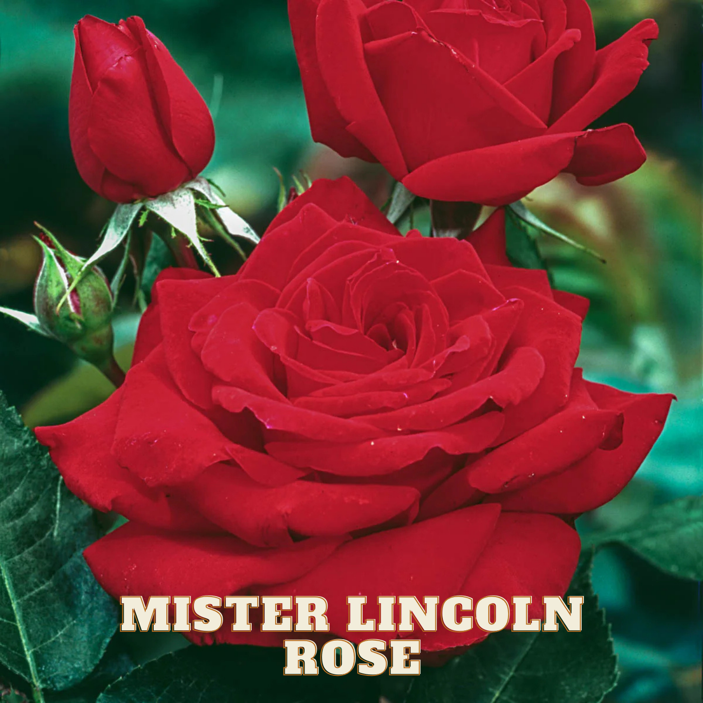 Red roses with 'Mister Lincoln Rose' text on a blurred green background