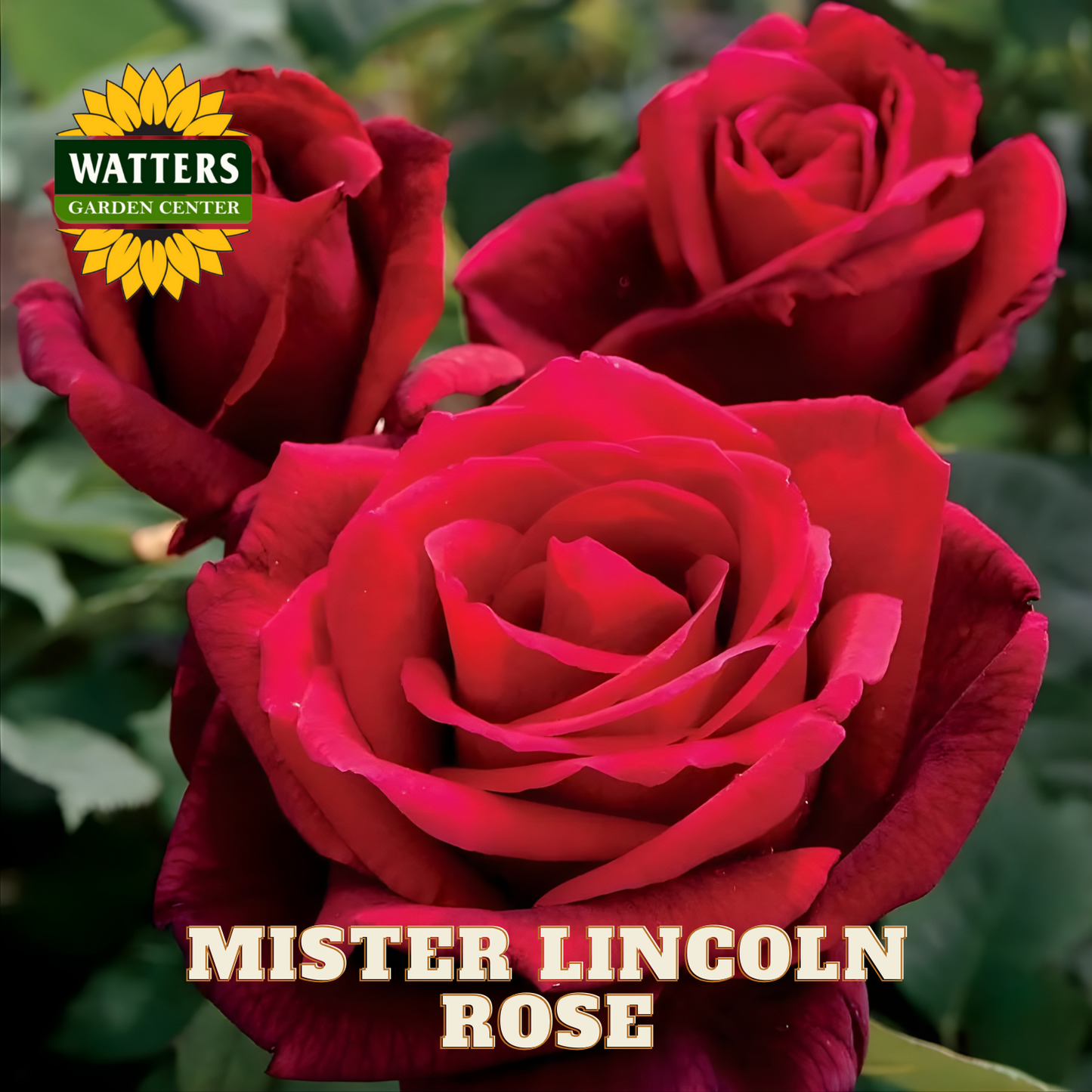 Red roses with 'Watters Garden Center' logo and 'Mister Lincoln Rose' text.