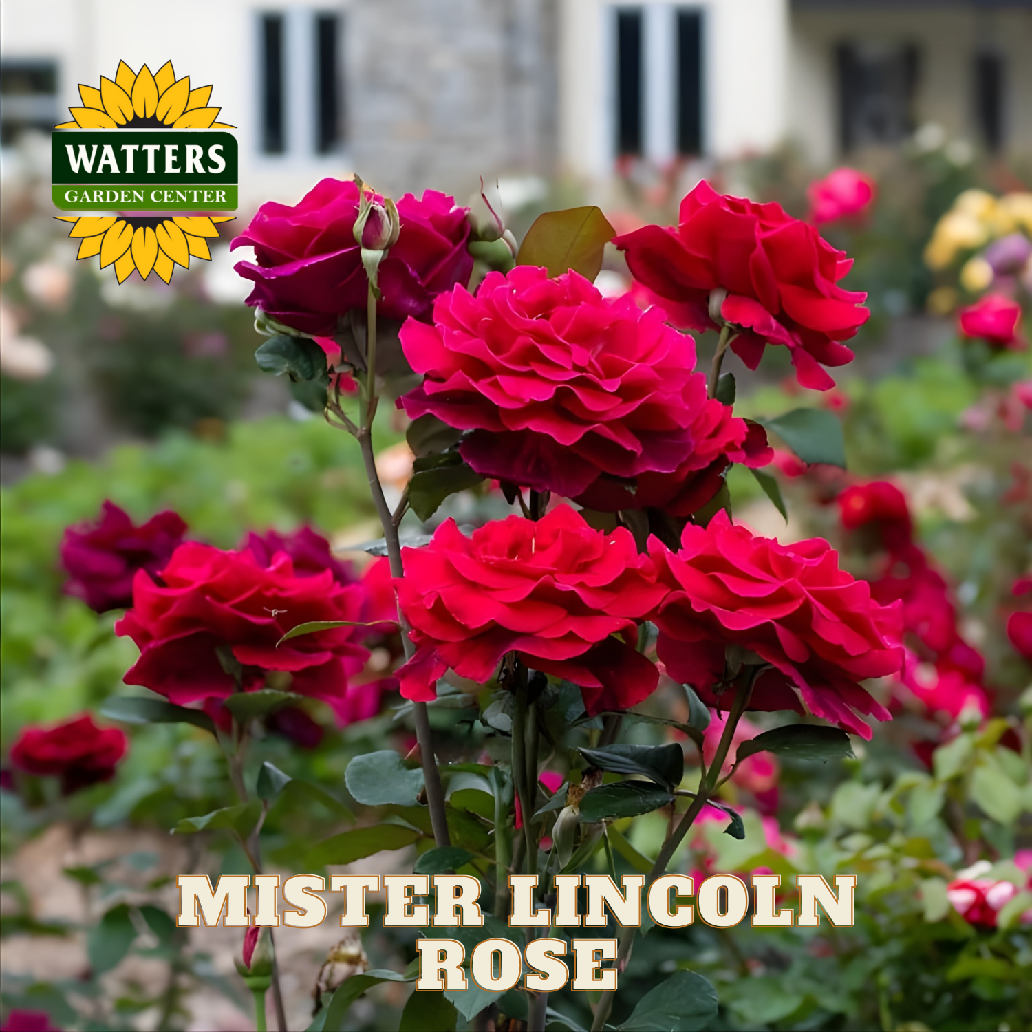 Red roses with 'Watters Garden Center' logo and 'Mister Lincoln Rose' text.