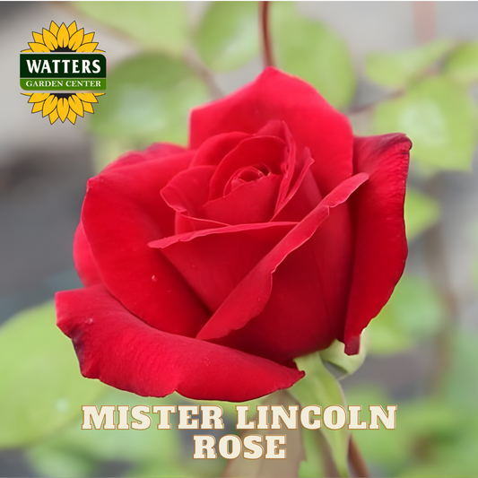 Red rose with 'Watters Garden Center' logo and 'Mister Lincoln Rose' text.