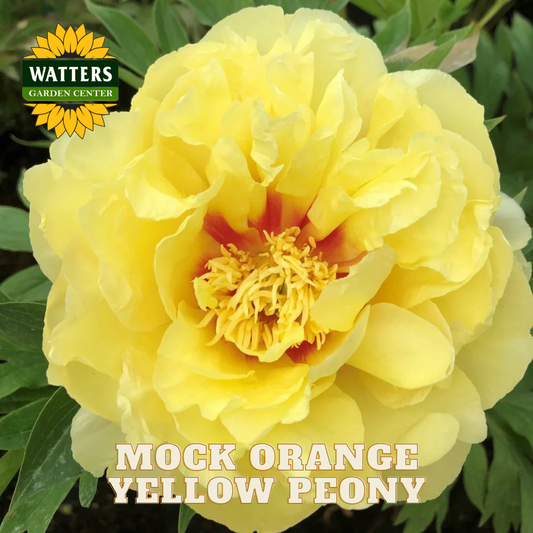 Yellow peony flower with Watters Garden Center logo