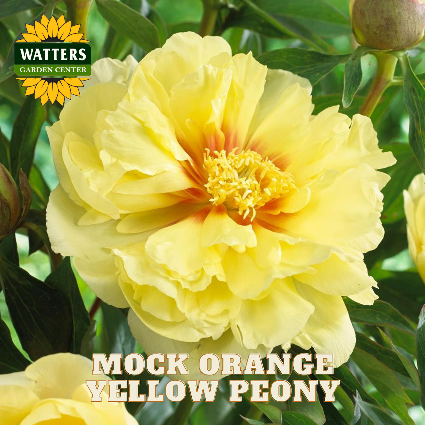 Yellow peony flower with green leaves and Watters Garden Center logo.