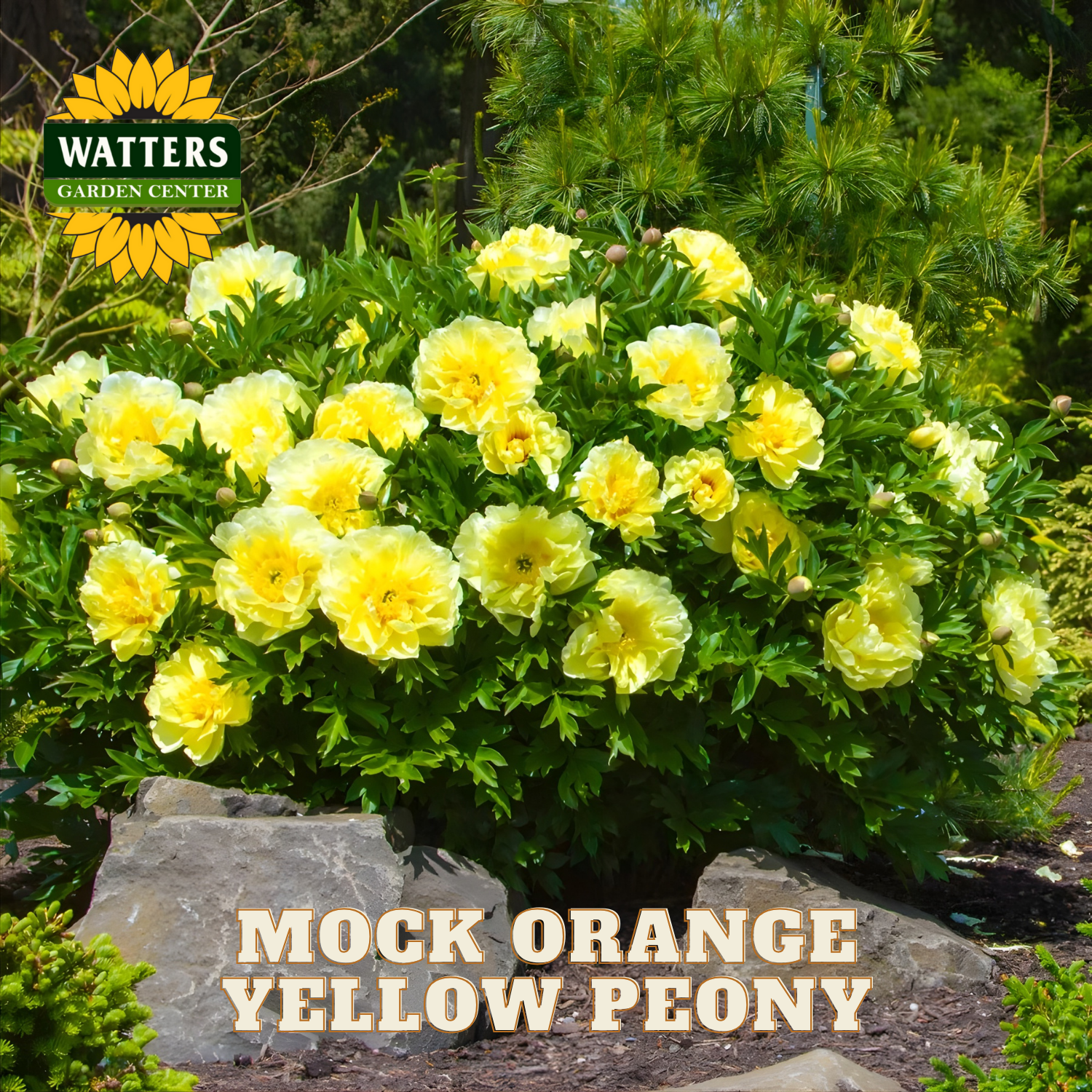 Yellow peony bush with green foliage in a garden setting, featuring Watters Garden Center logo.