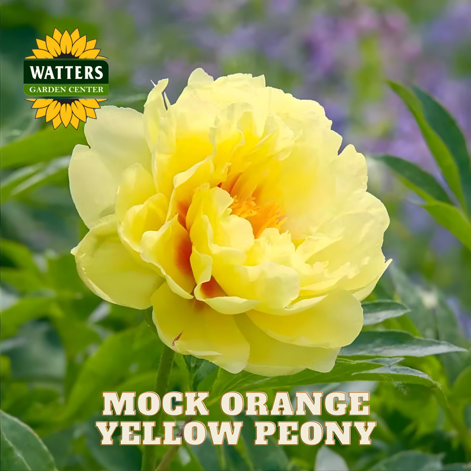 Yellow peony flower with Watters Garden Center logo and text overlay.