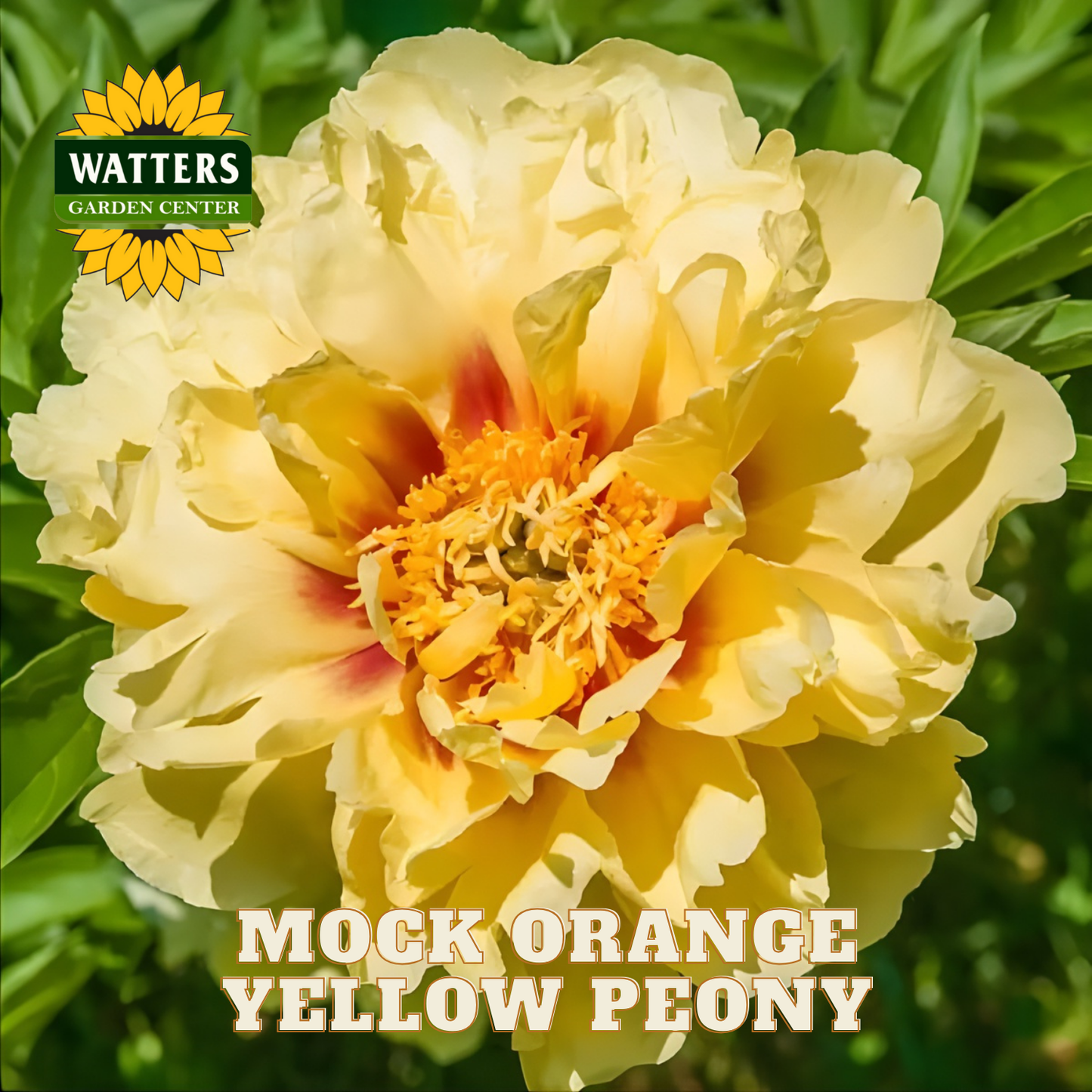 Yellow peony flower with 'Watters Garden Center' logo and text overlay.