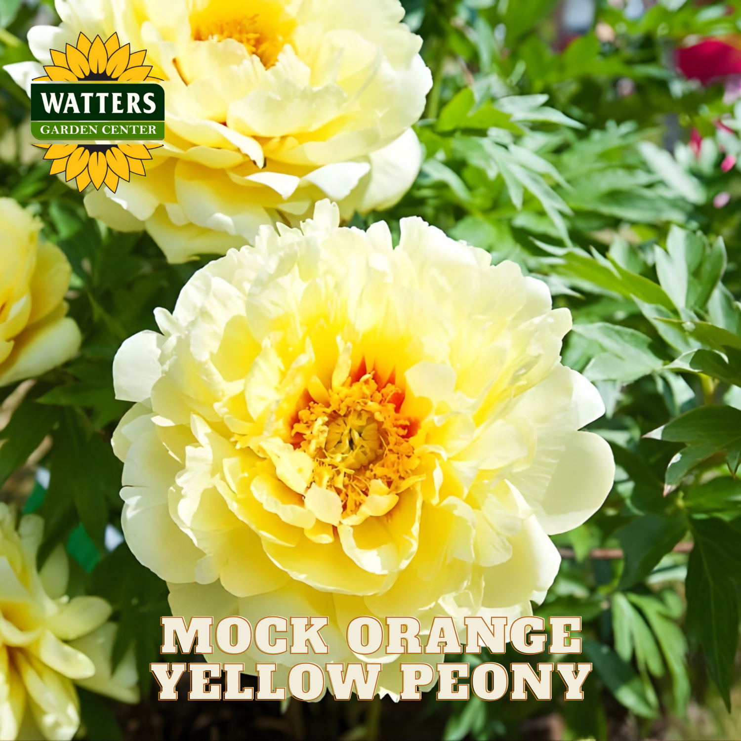 Yellow peony flower with Watters Garden Center branding in the corner.