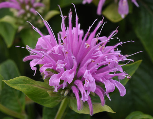 BEE MINE LAVENDER BEE BALM 1gal
