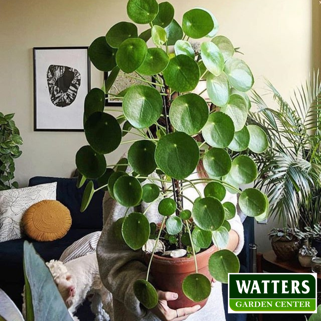 CHINESE MONEY PLANT 6in