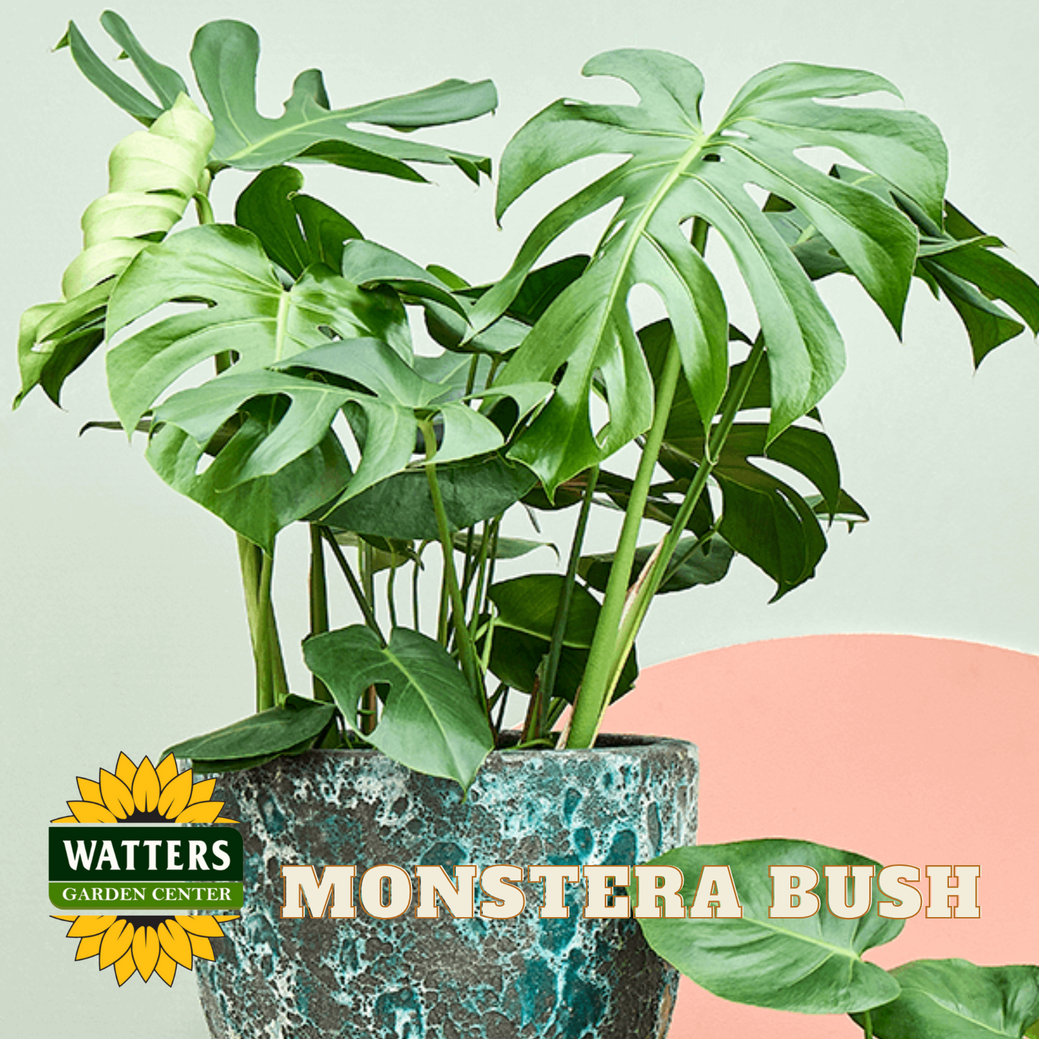 Potted Monstera bush with Watters Garden Center logo on a light green background