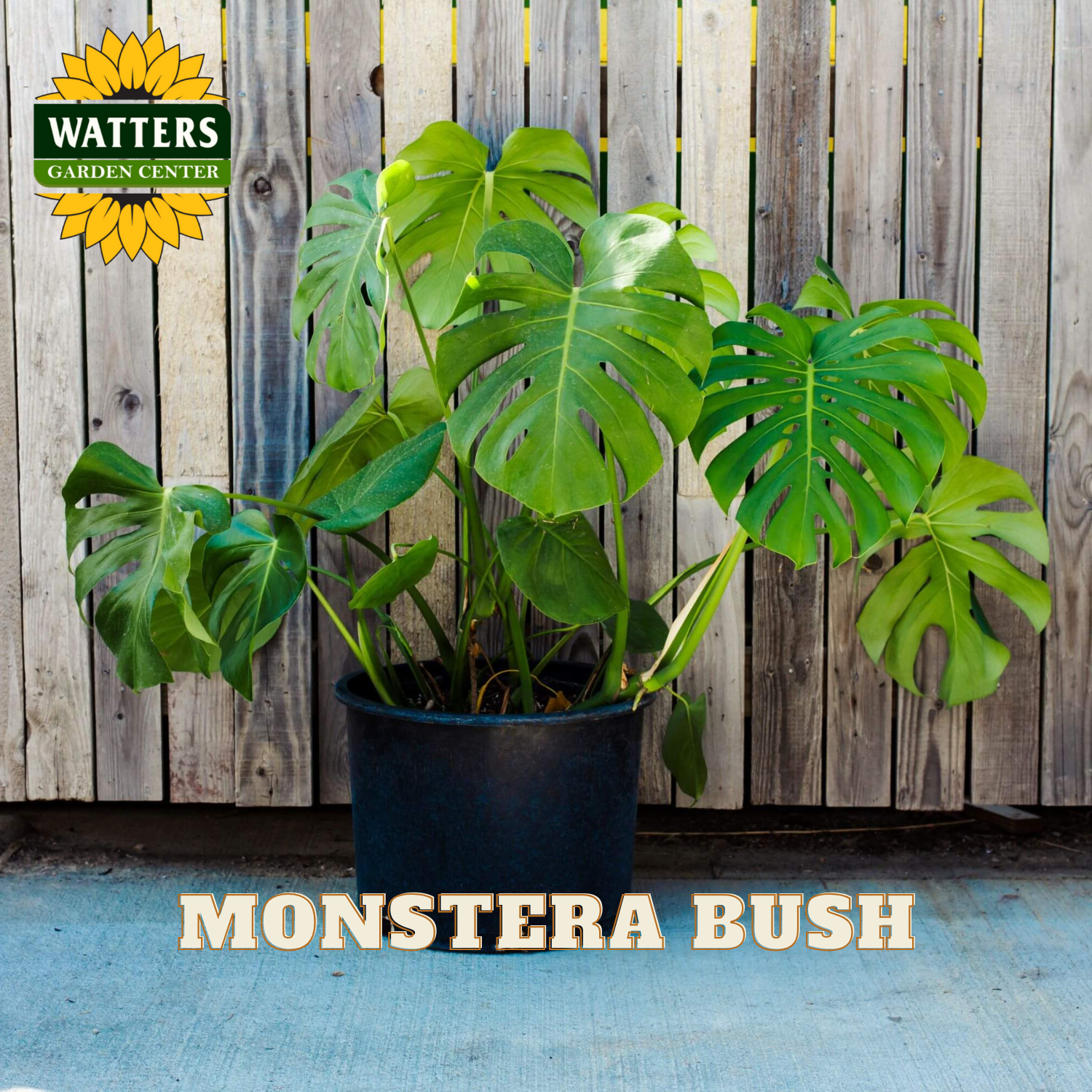 Potted Monstera bush with Watters Garden Center logo against a wooden fence background