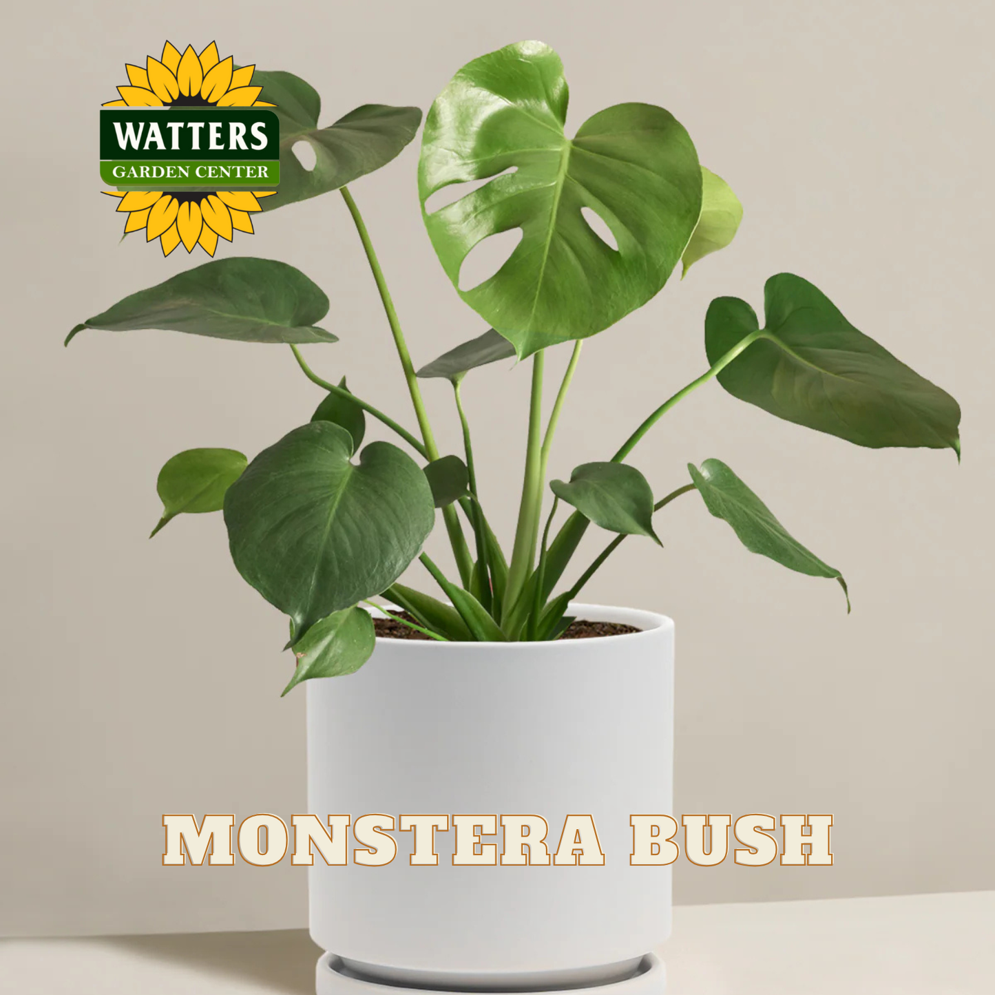 Potted Monstera bush with Watters Garden Center logo on a neutral background