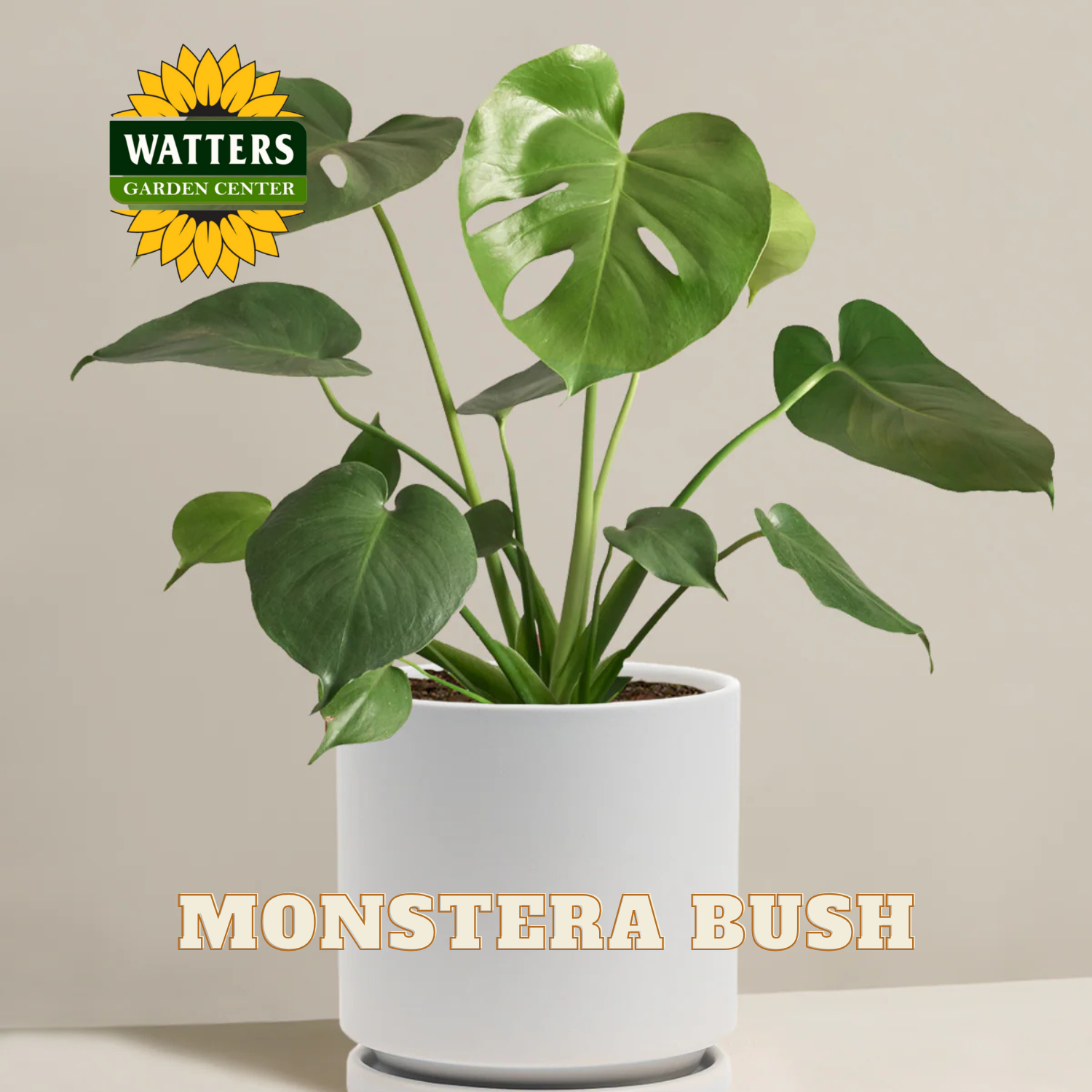 Potted Monstera bush with Watters Garden Center logo on a neutral background