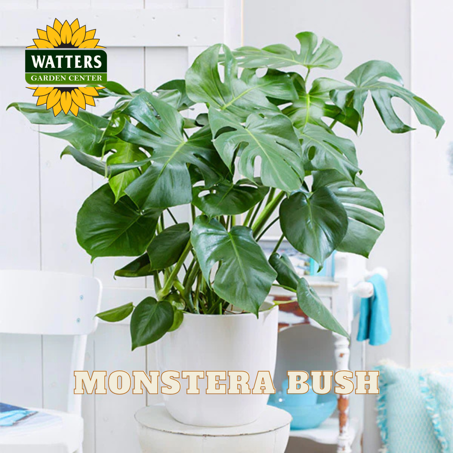 Potted Monstera bush with Watters Garden Center logo on a white background