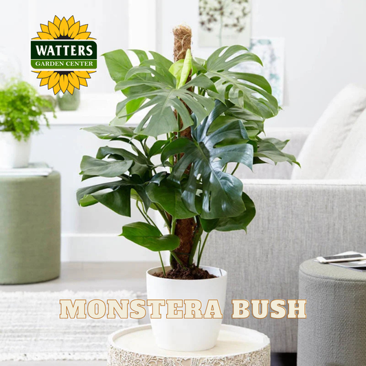 Monstera bush in a pot on a table with Watters Garden Center logo in the corner.