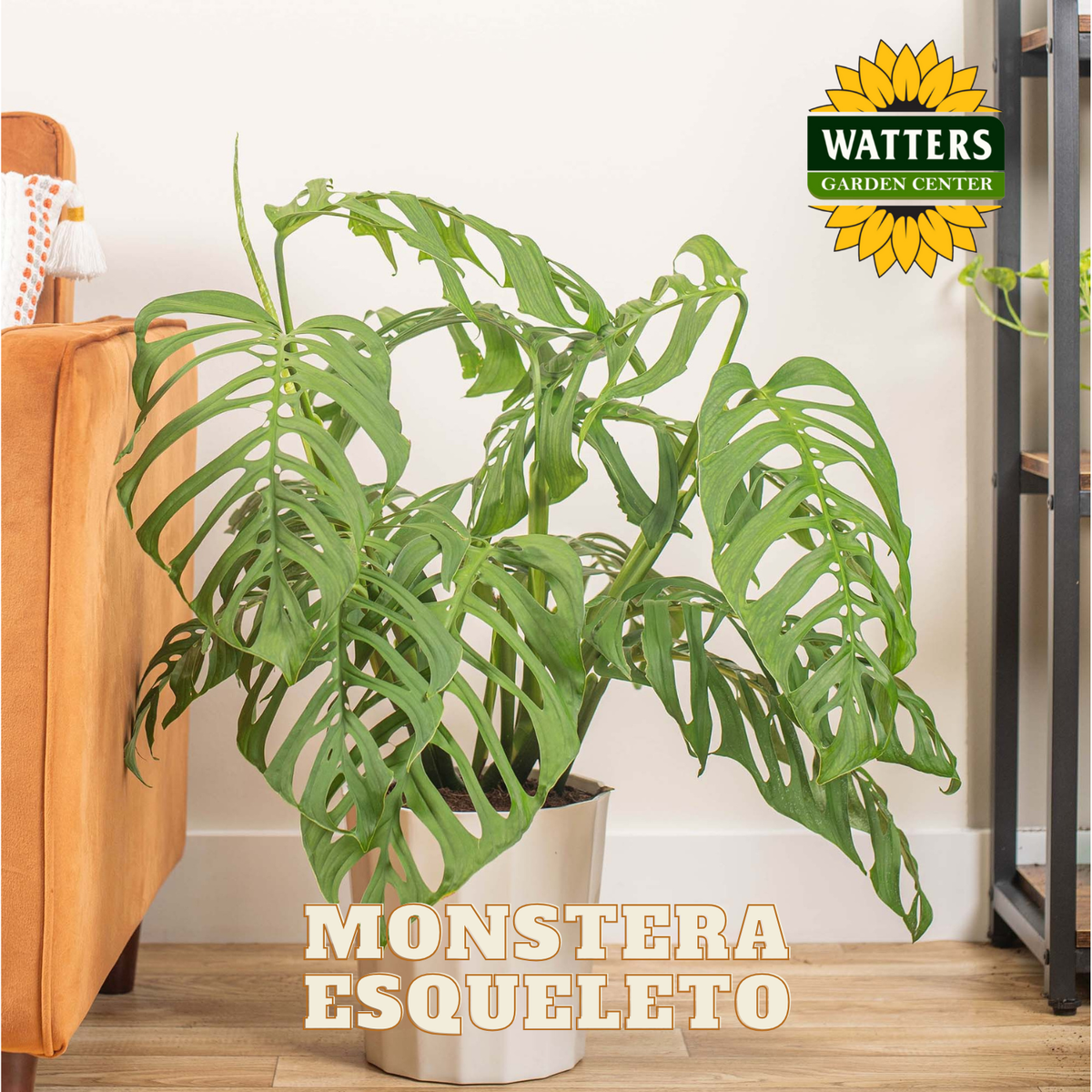 Potted Monstera plant with Watters Garden Center logo in a home setting