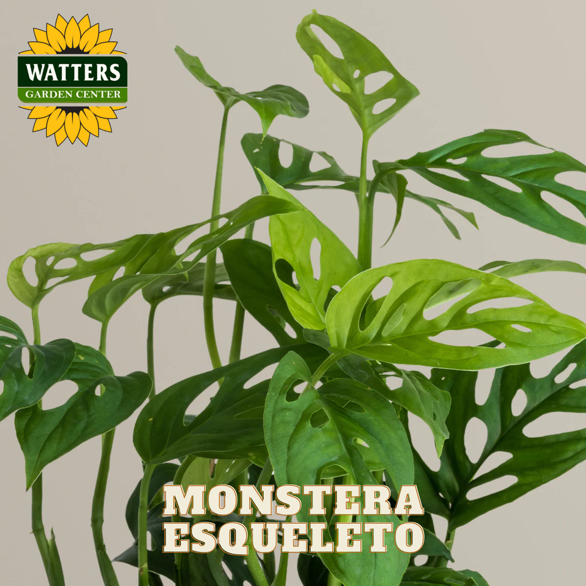 Monstera plant with 'Watters Garden Center' logo on a plain background