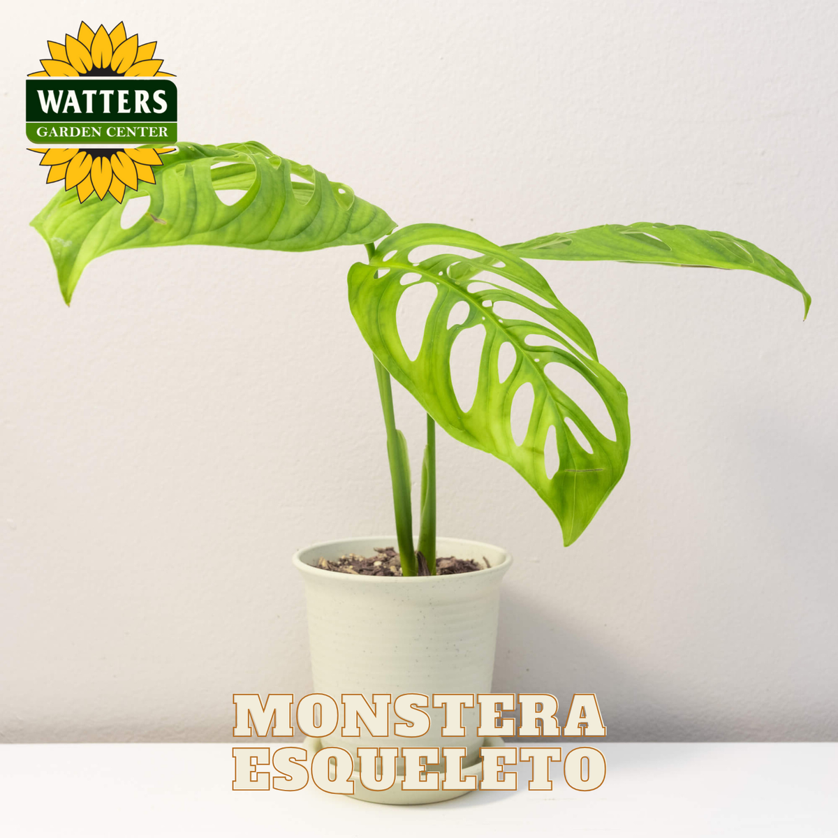 Potted Monstera plant with Watters Garden Center logo on a light background