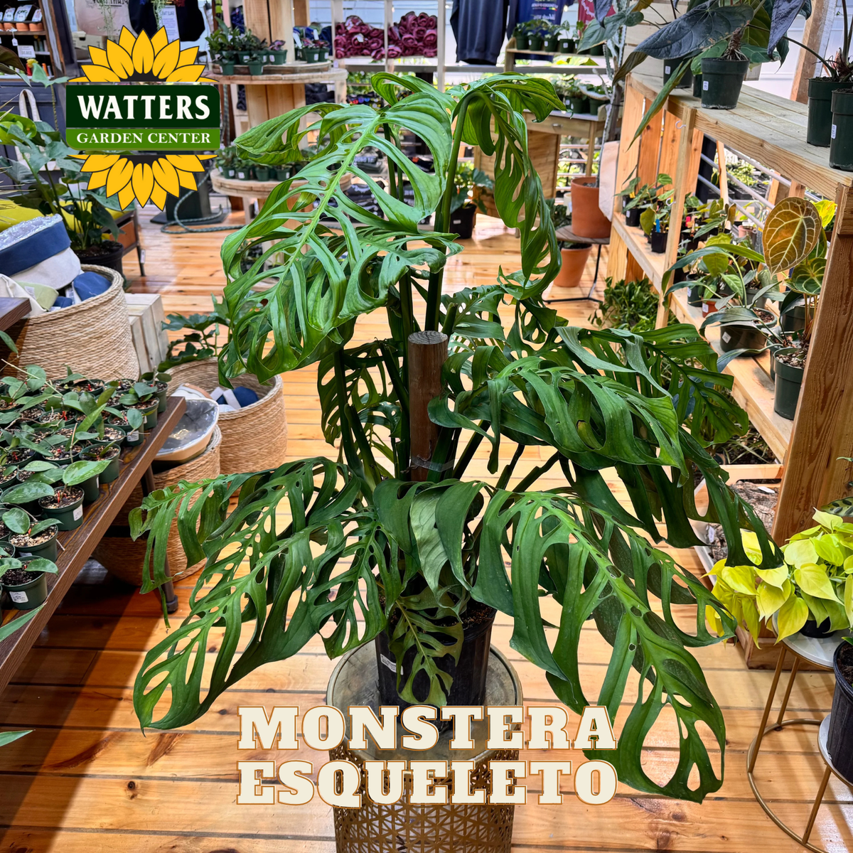 Monstera plant with 'Watters Garden Center' branding in a store setting.