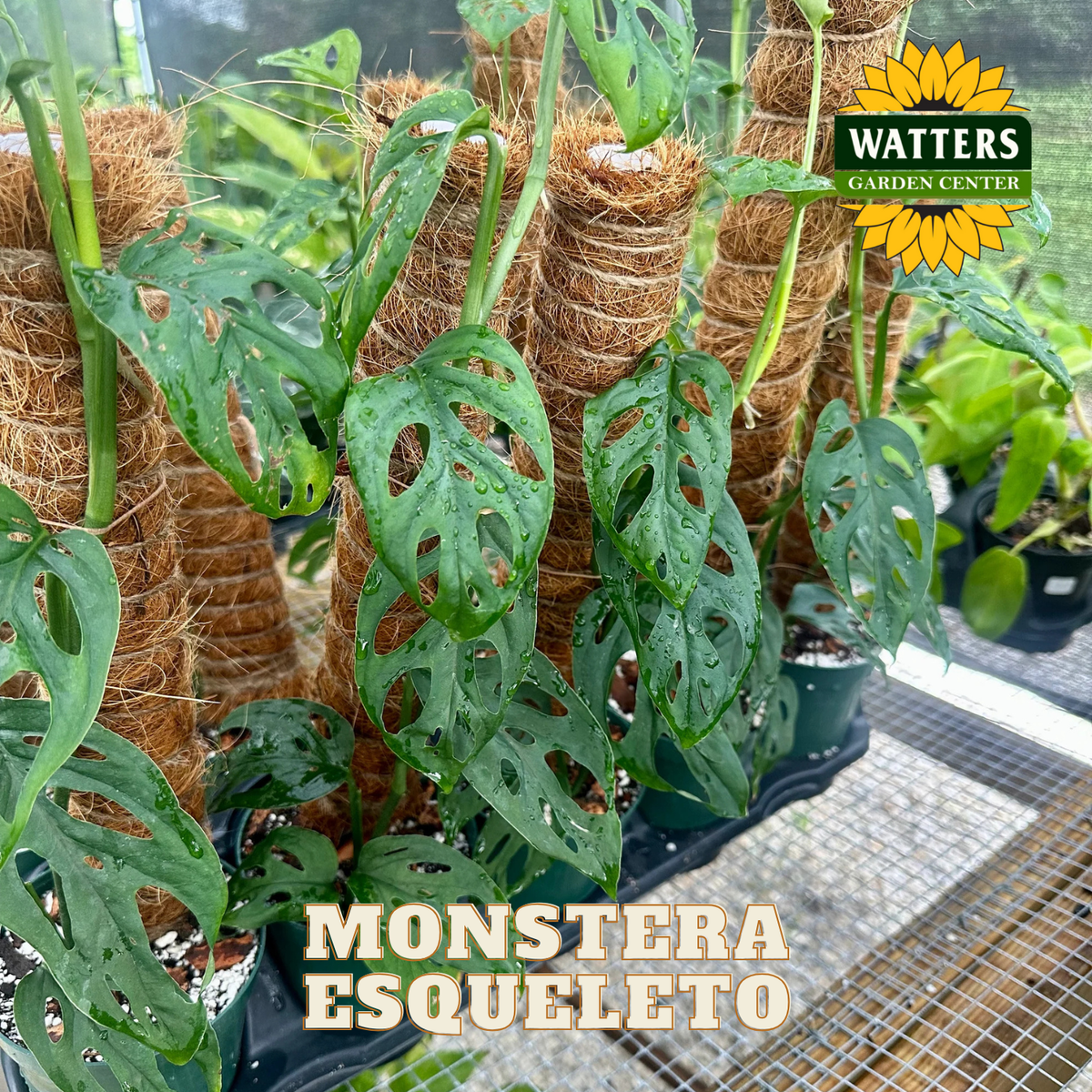 Monstera plant with text 'Watters Garden Center' and 'Monstera Esqueleto' in a greenhouse setting.
