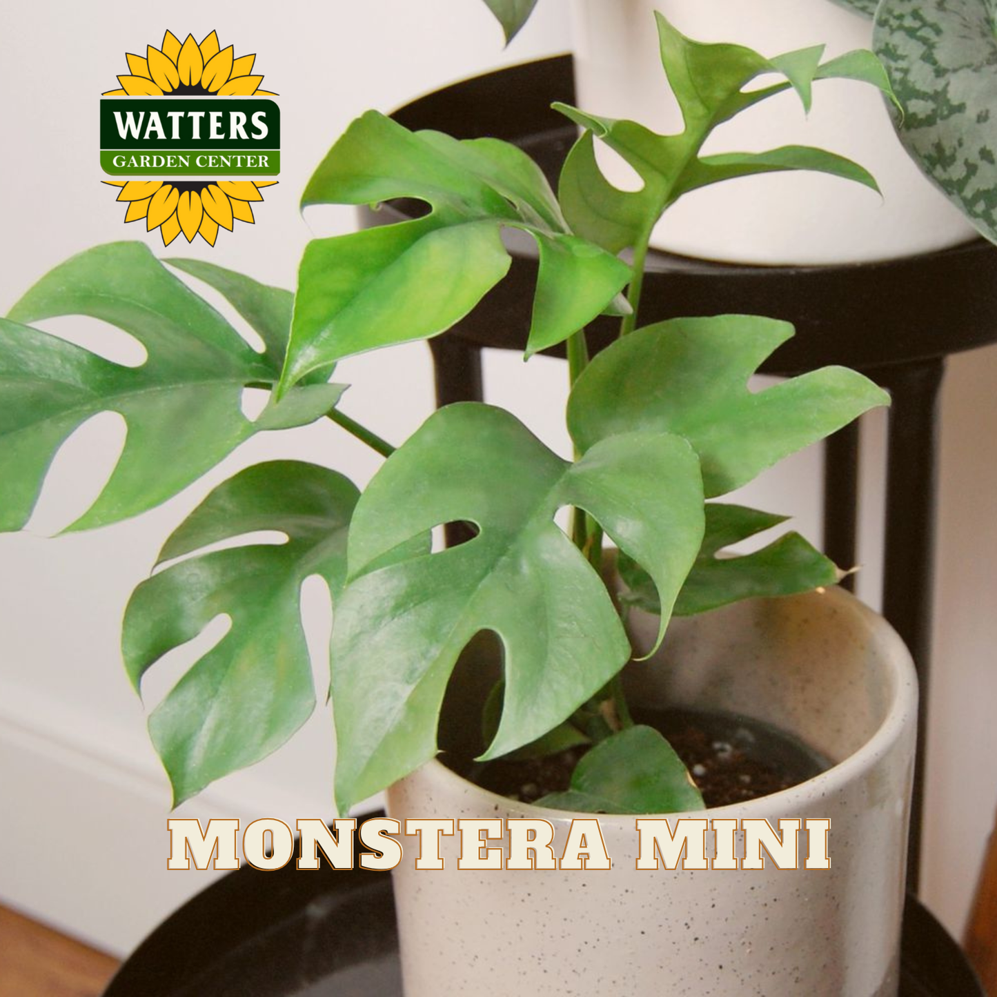 Potted Monstera plant with Watters Garden Center logo in the background