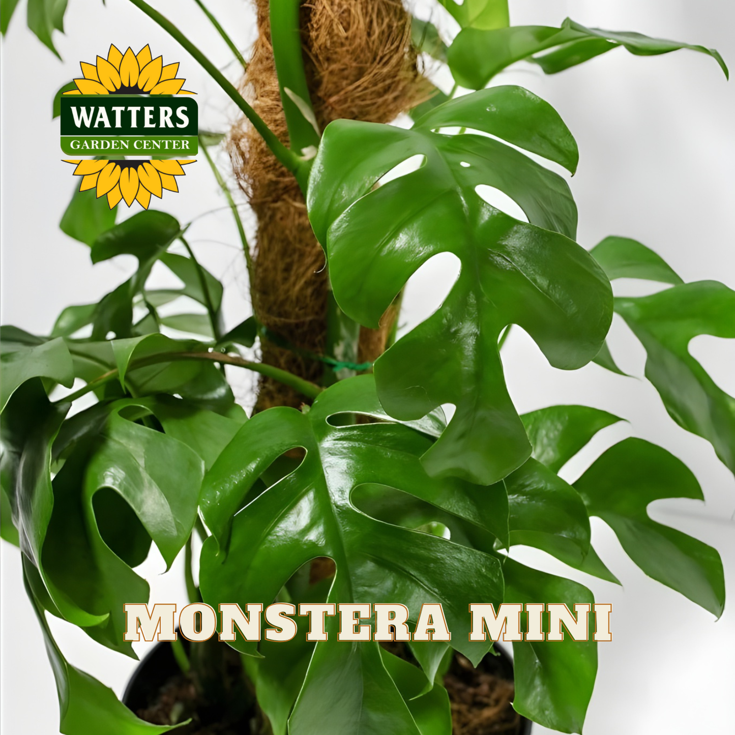 Monstera mini plant with Watters Garden Center logo