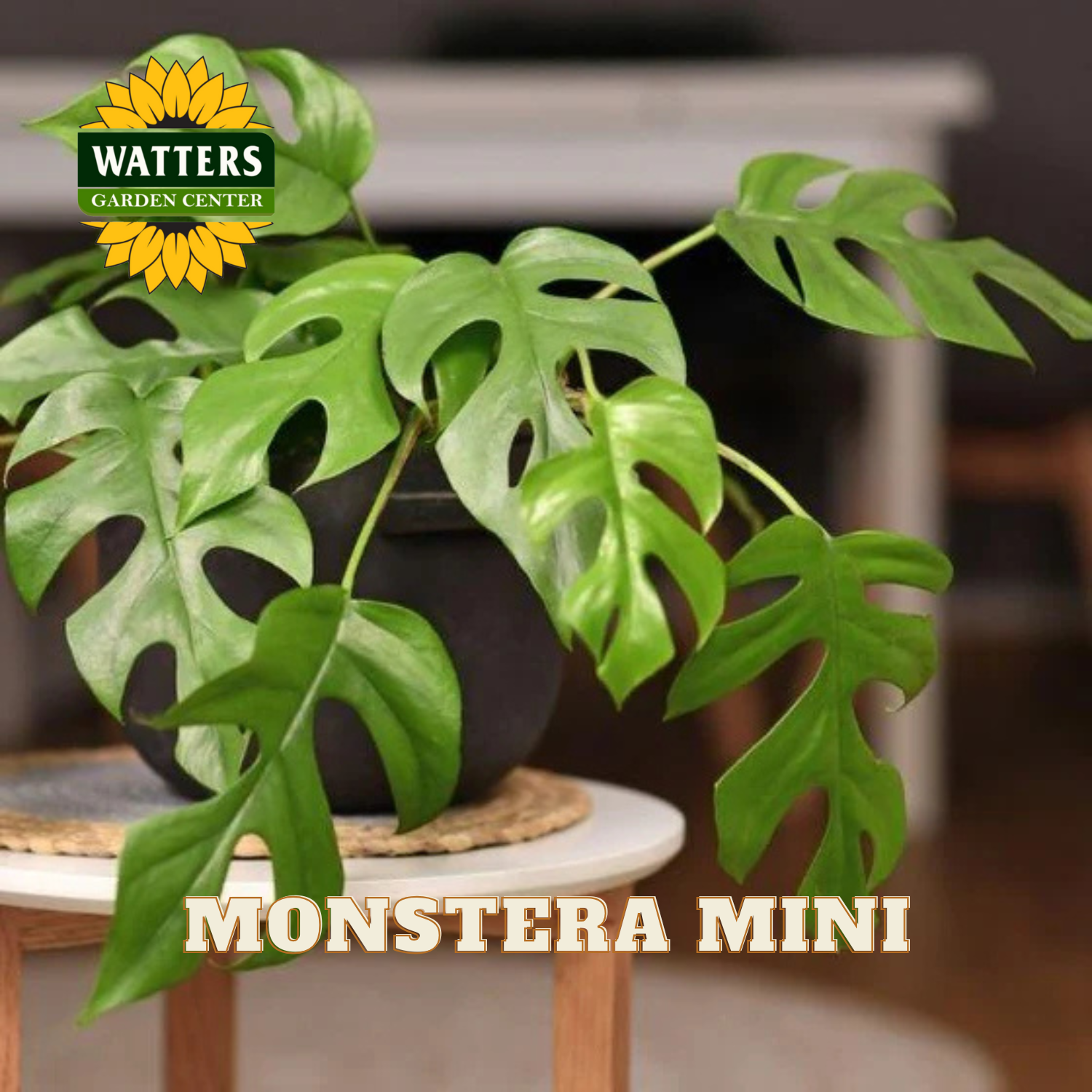 Potted Monstera plant with Watters Garden Center logo on a blurred background