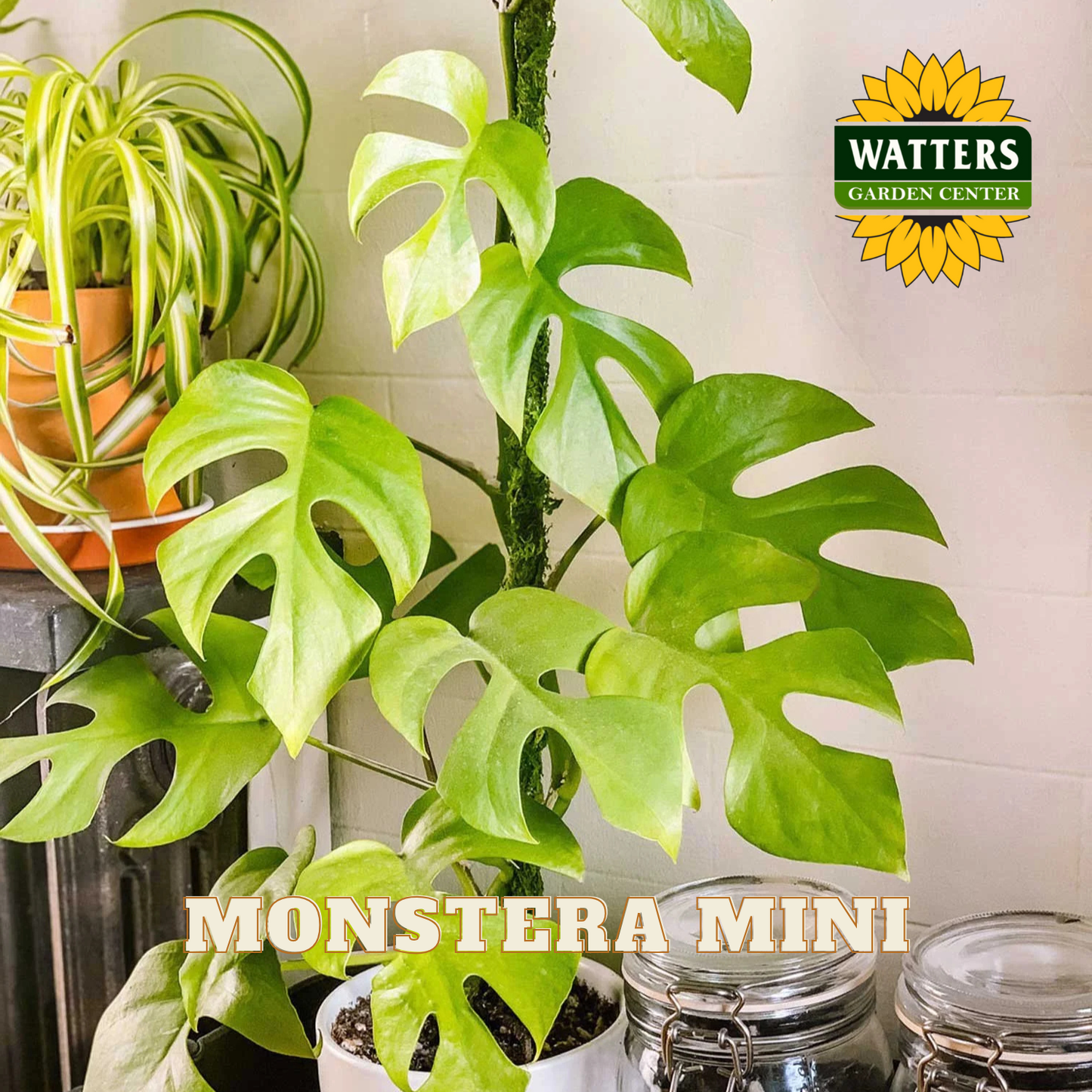 Monstera plant with 'Watters Garden Center' logo on a tiled wall background