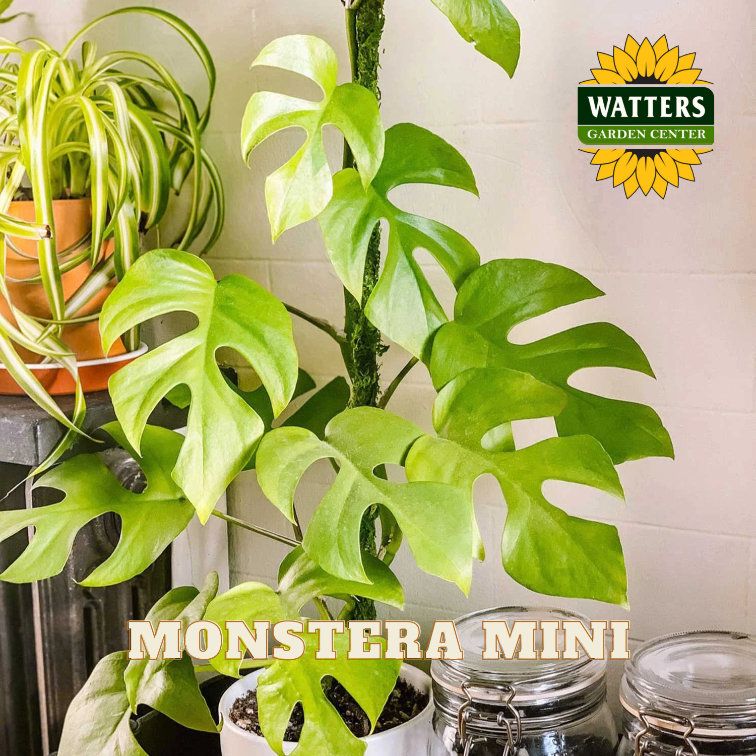 Monstera plant with 'Watters Garden Center' logo on a tiled wall background