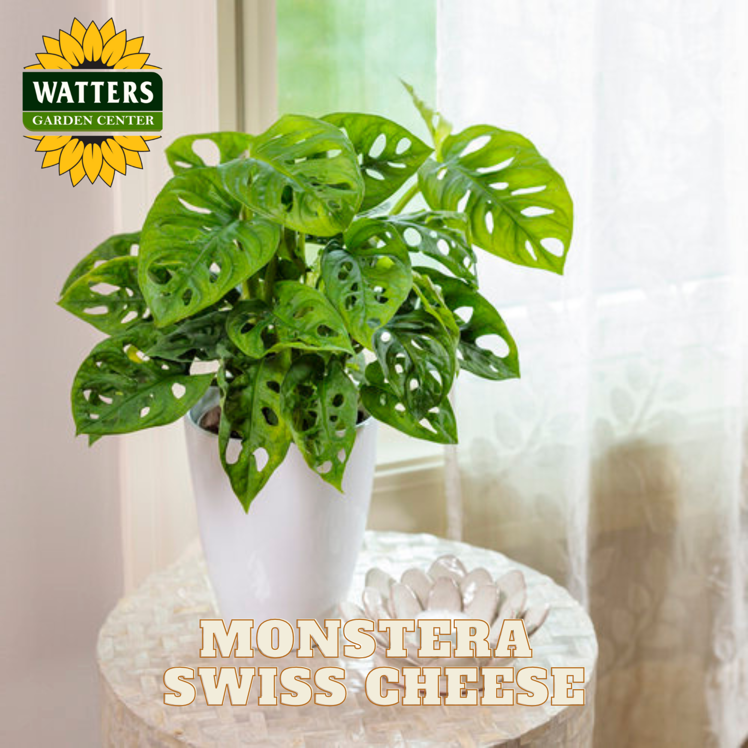 Potted Monstera Swiss Cheese plant with Watters Garden Center logo