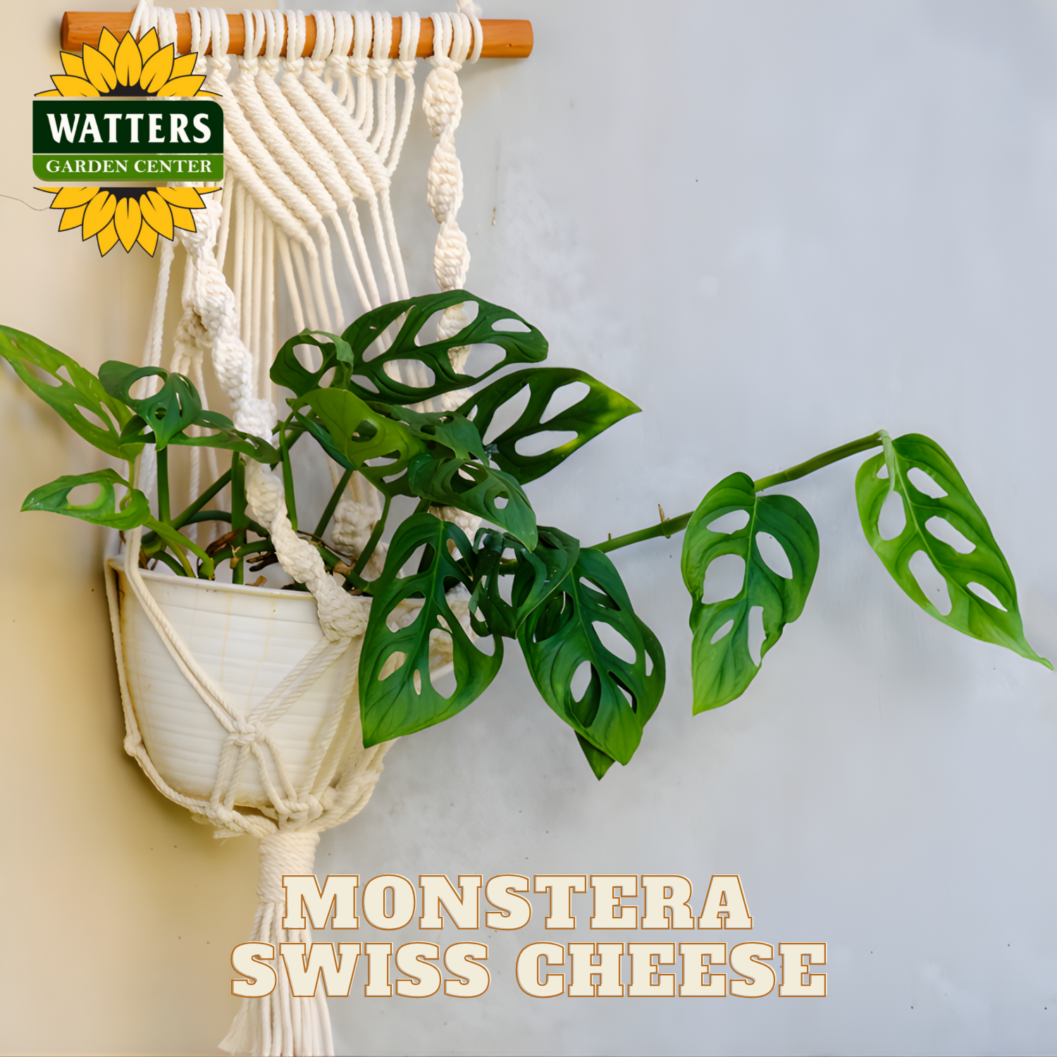 Monstera Swiss Cheese plant in a macrame holder with Watters Garden Center branding.