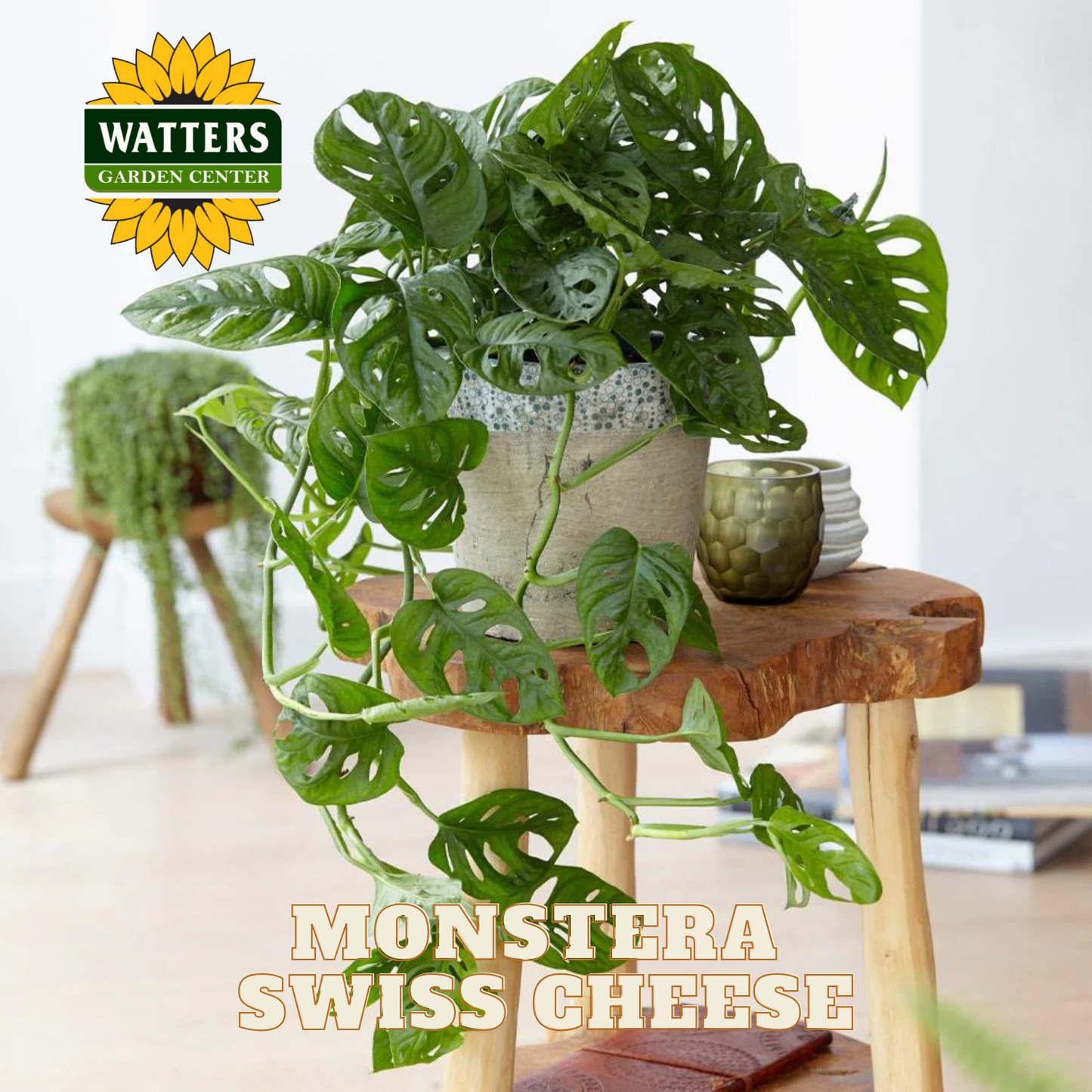 Monstera Swiss Cheese plant on a wooden stool with Watters Garden Center branding.