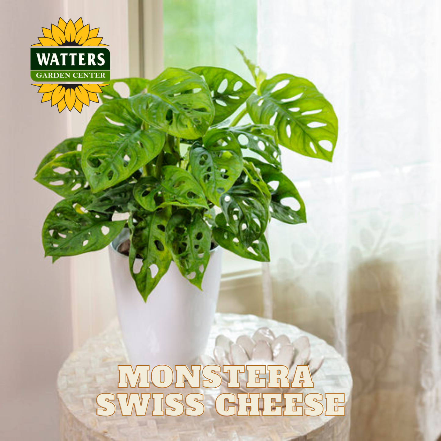 Monstera Swiss Cheese plant in a pot with Watters Garden Center logo.