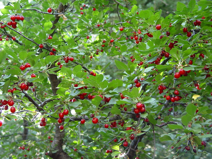 MONTMORENCY CHERRY TREE 7gal