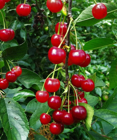 MONTMORENCY CHERRY TREE 7gal