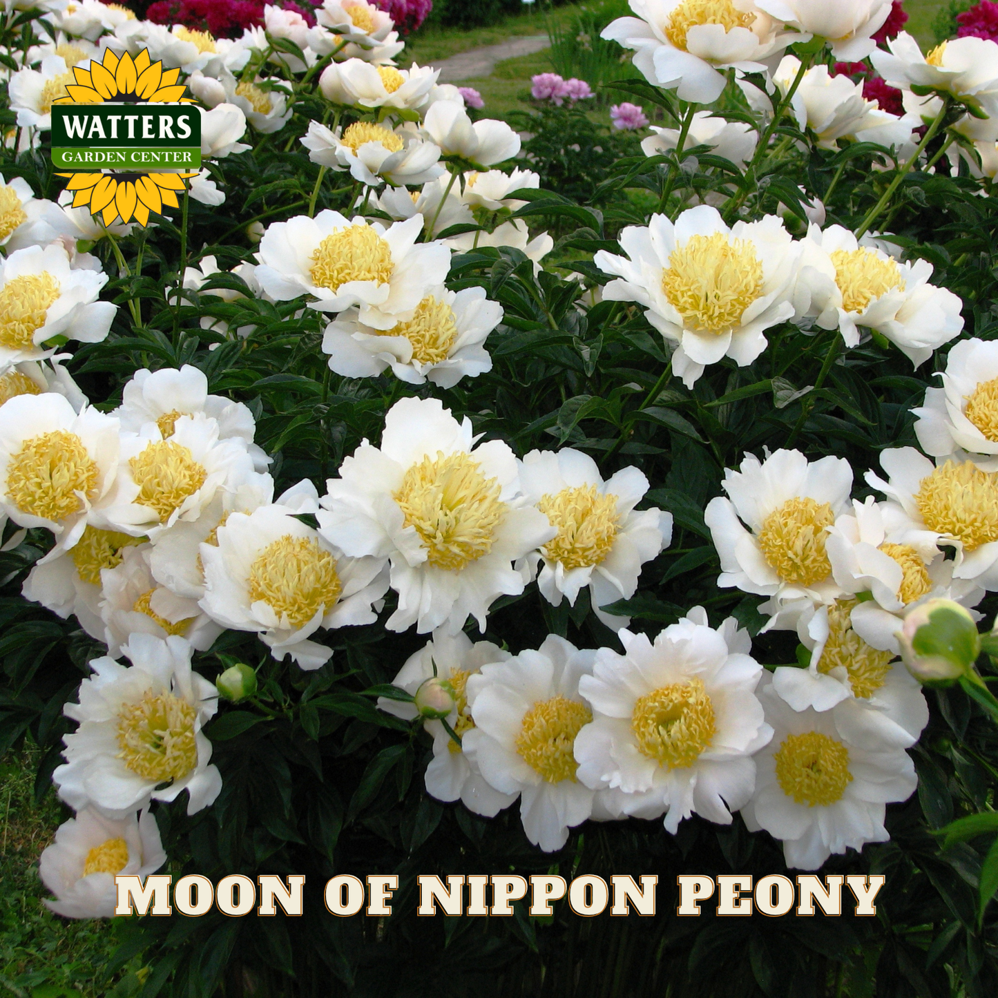 Moon of Nippon Peony flowers with Watters Garden Center logo