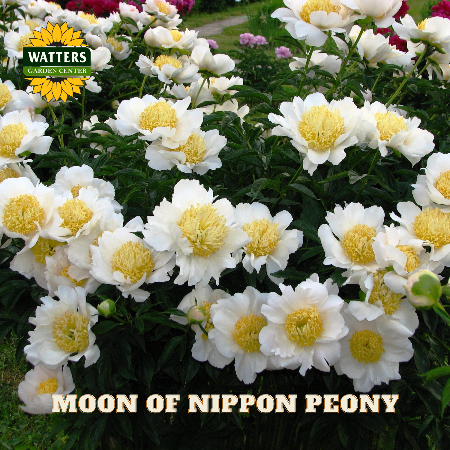 Moon of Nippon Peony flowers with Watters Garden Center logo