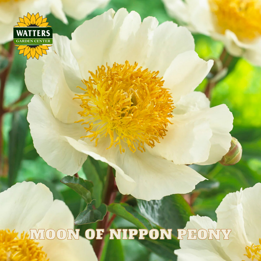 White peony flower with yellow center on a green background, featuring Watters Garden Center logo.