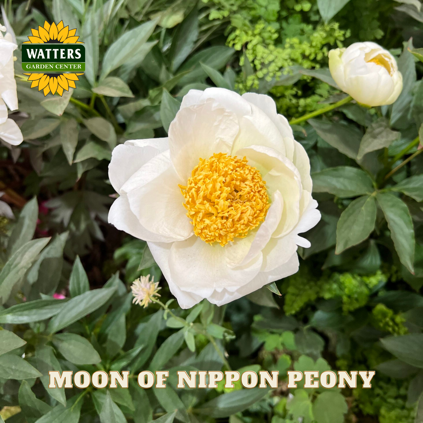 White peony flower with yellow center surrounded by green leaves, Watters Garden Center logo visible.